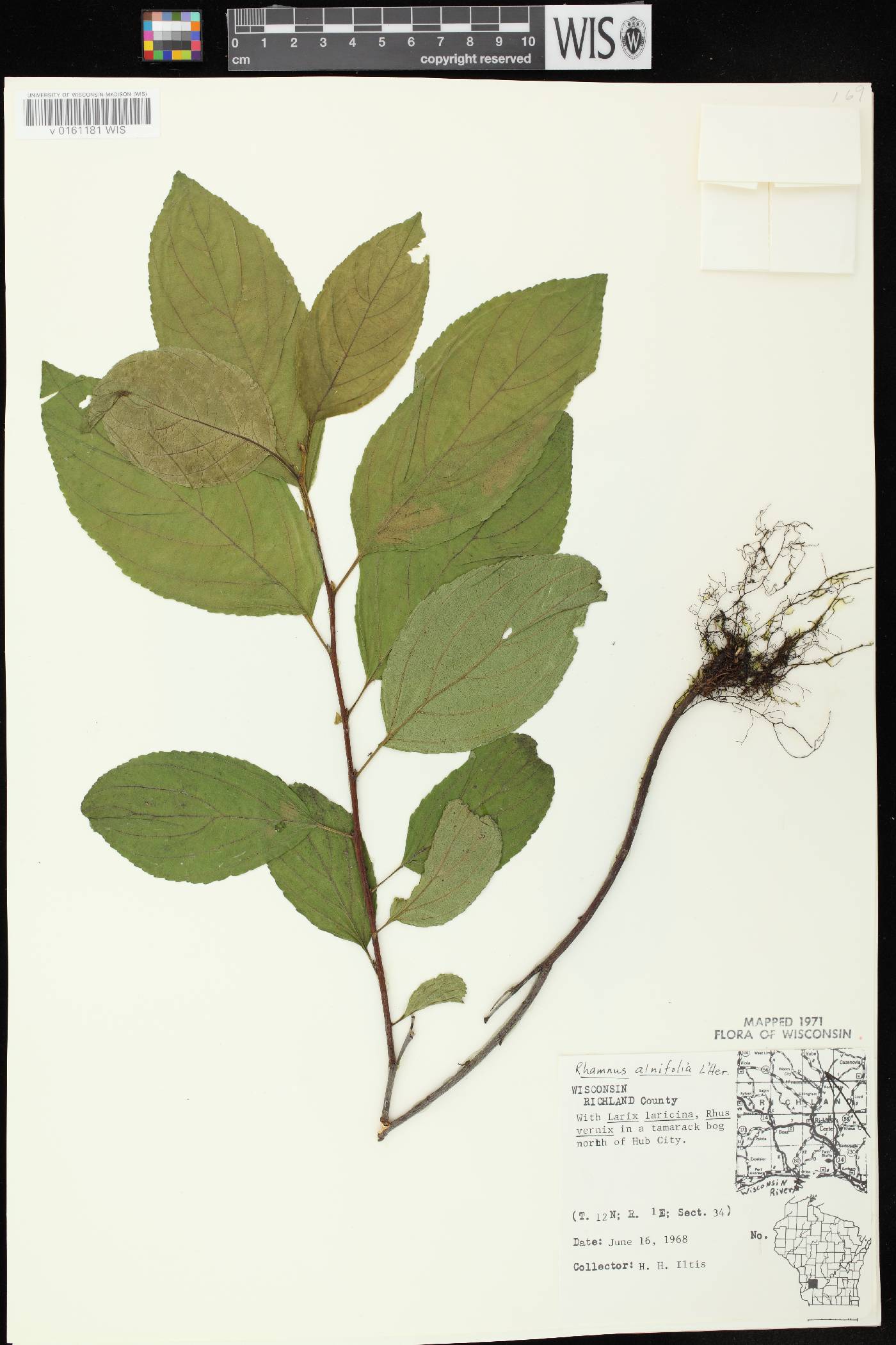 Rhamnus alnifolia image