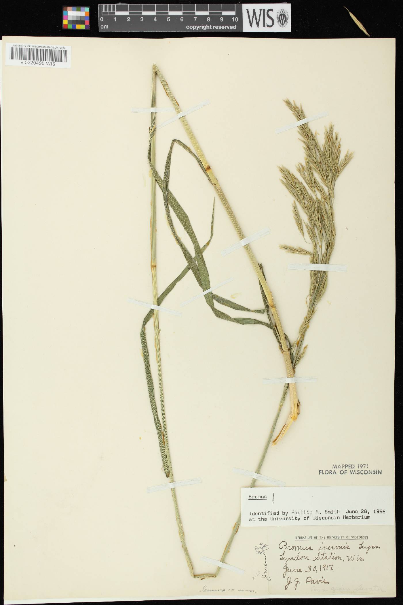 Bromus inermis image