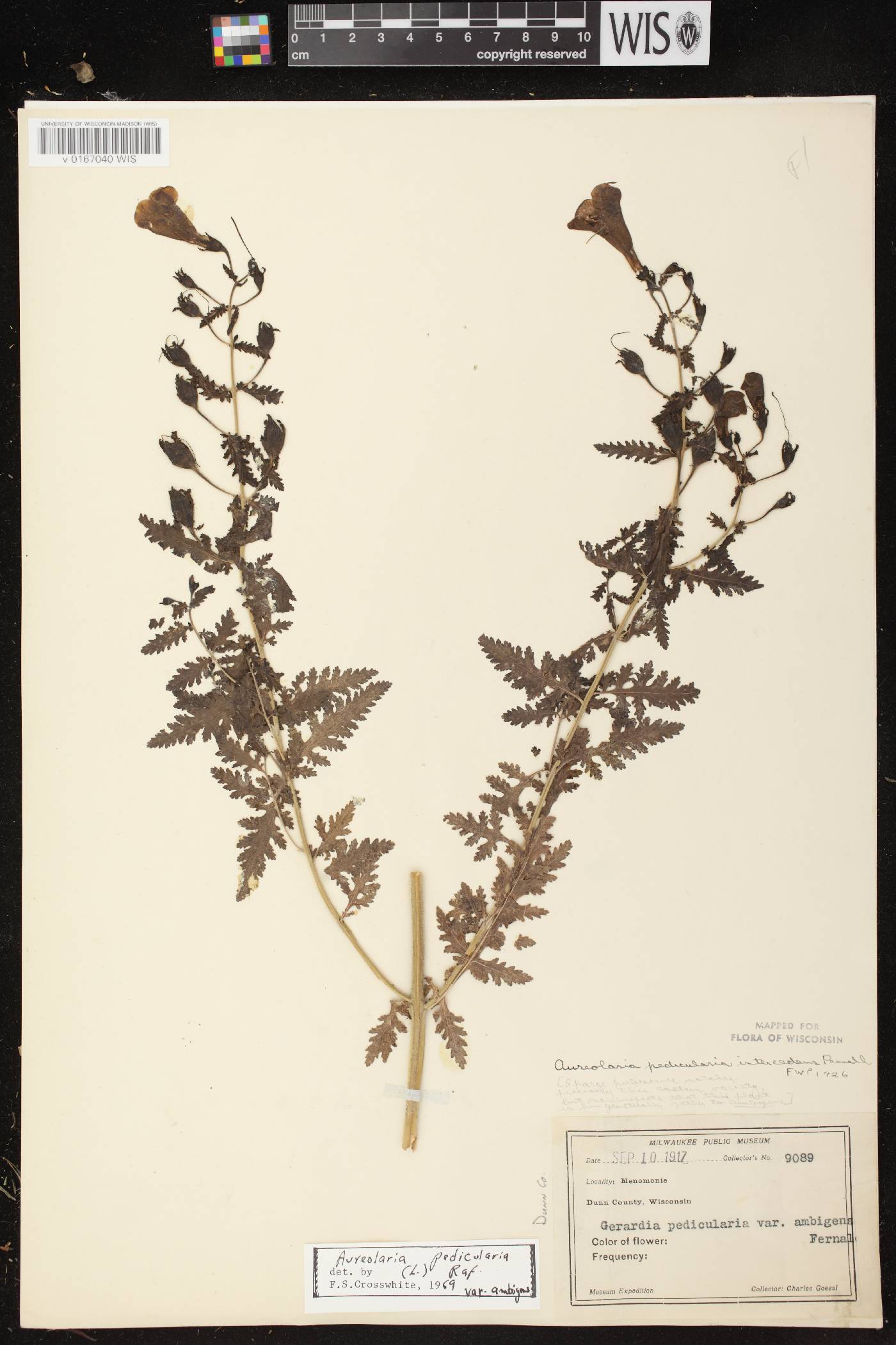 Aureolaria pedicularia image