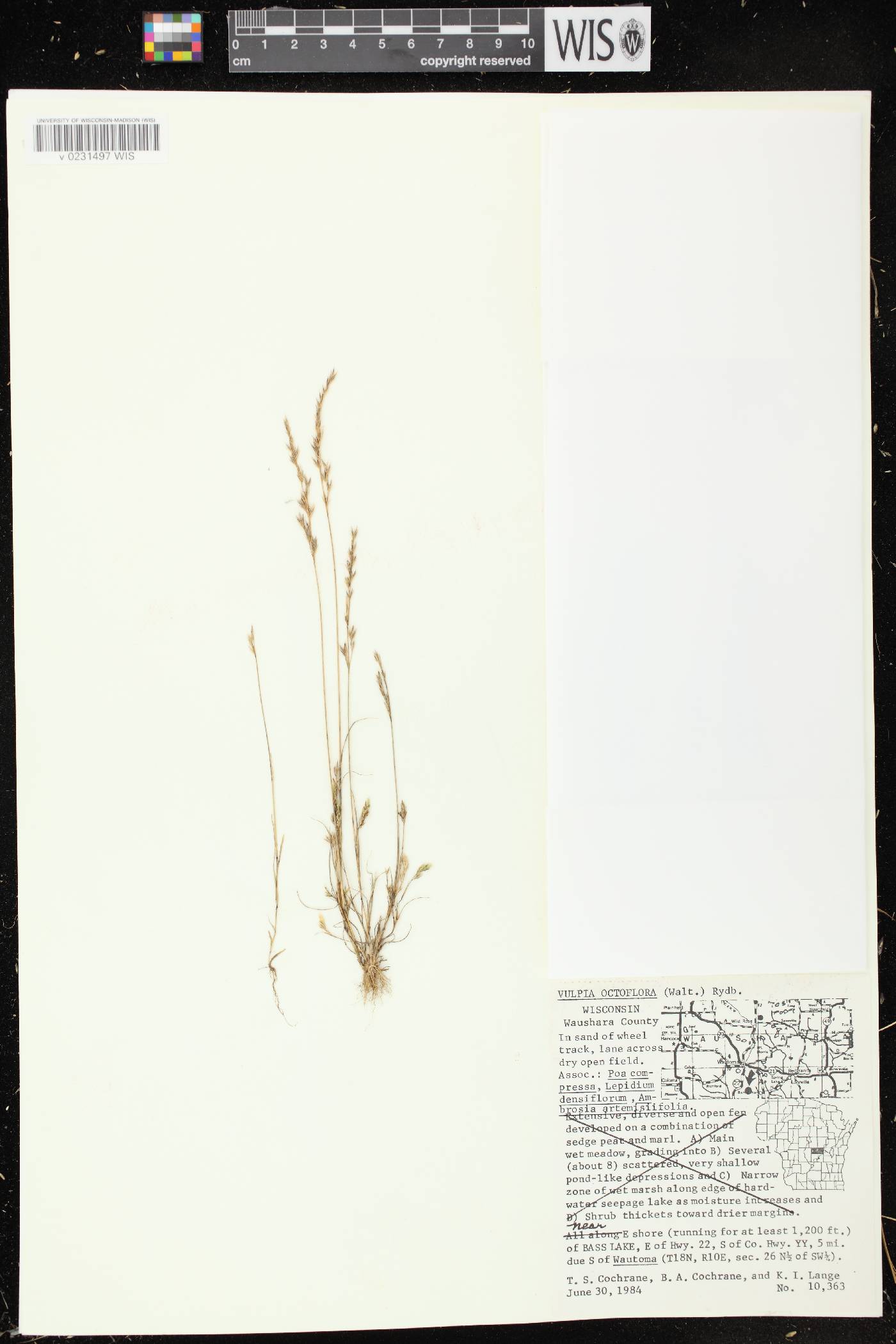 Festuca octoflora image