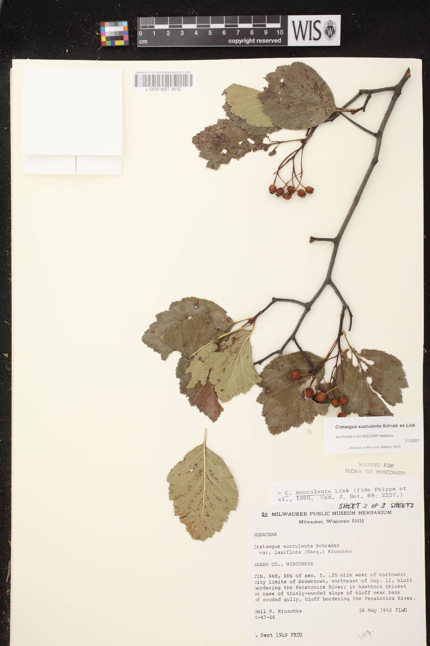 Crataegus succulenta image