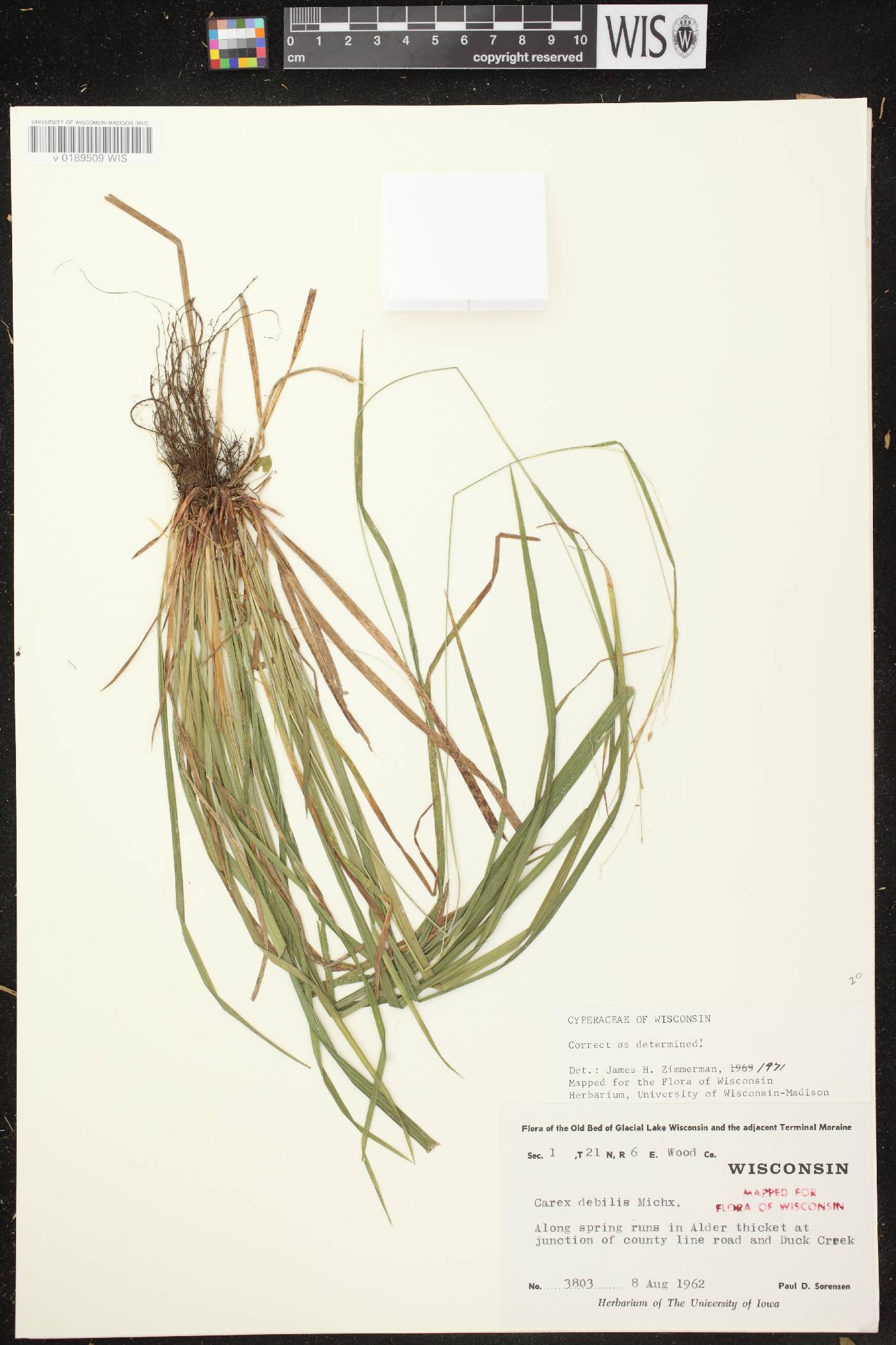 Carex debilis var. rudgei image