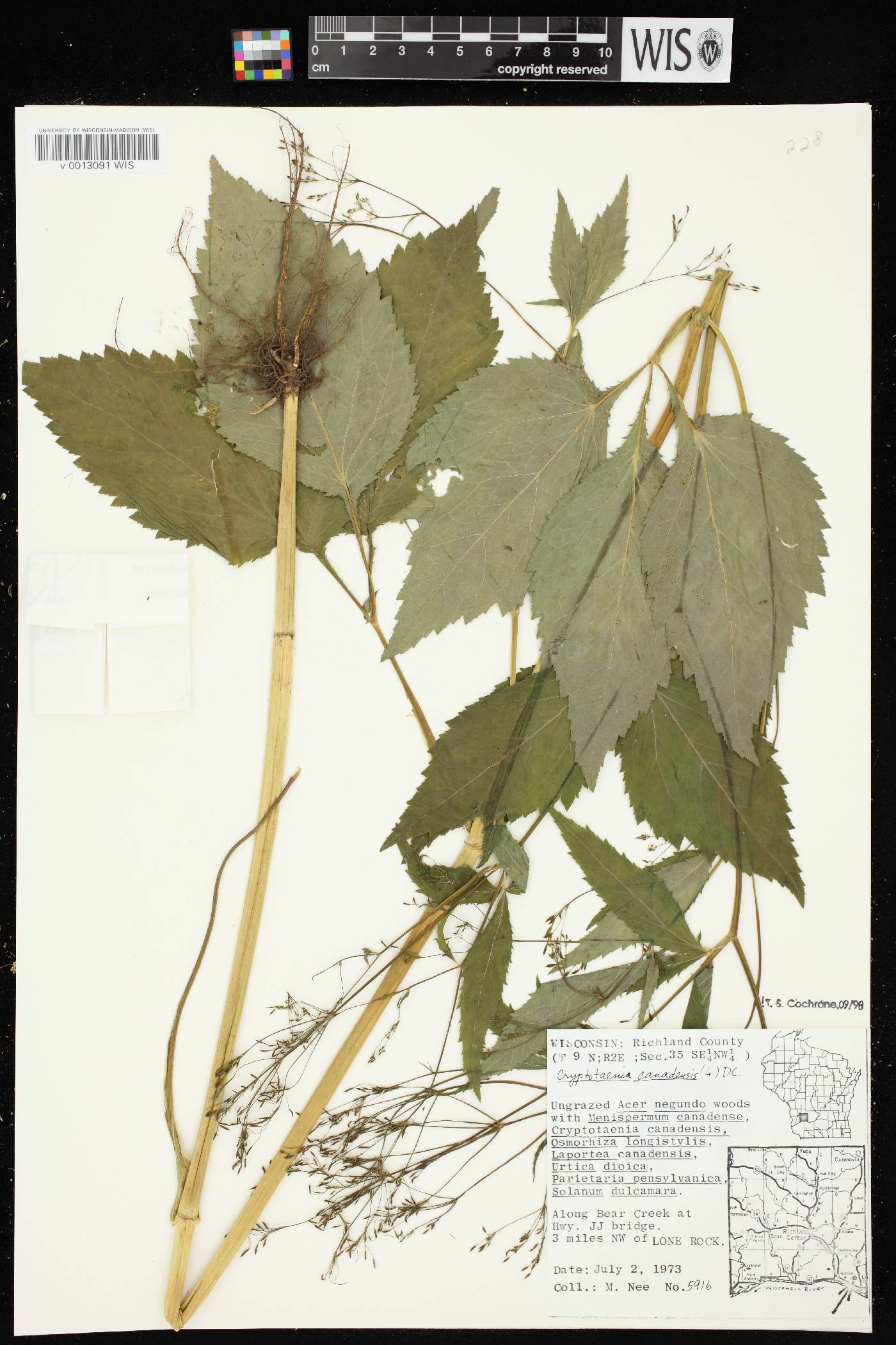 Cryptotaenia canadensis image