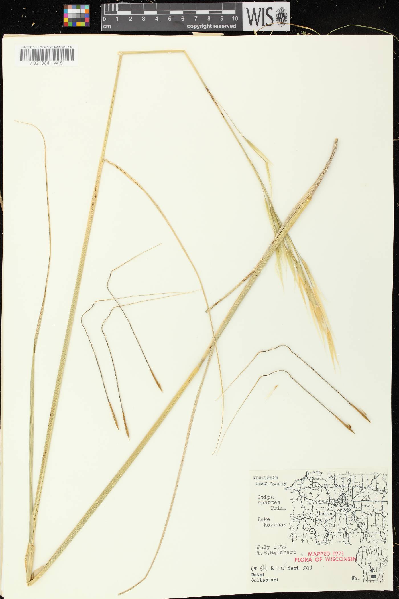Hesperostipa spartea image