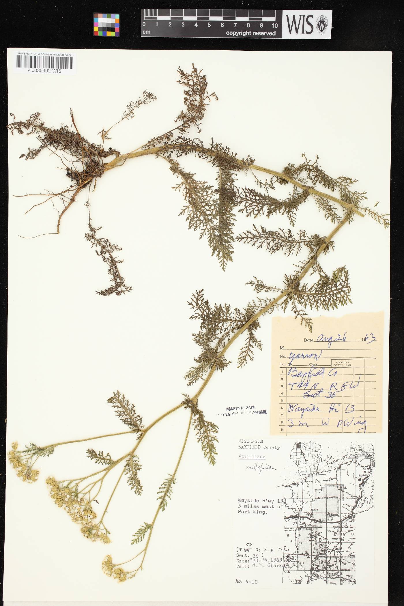 Achillea millefolium image
