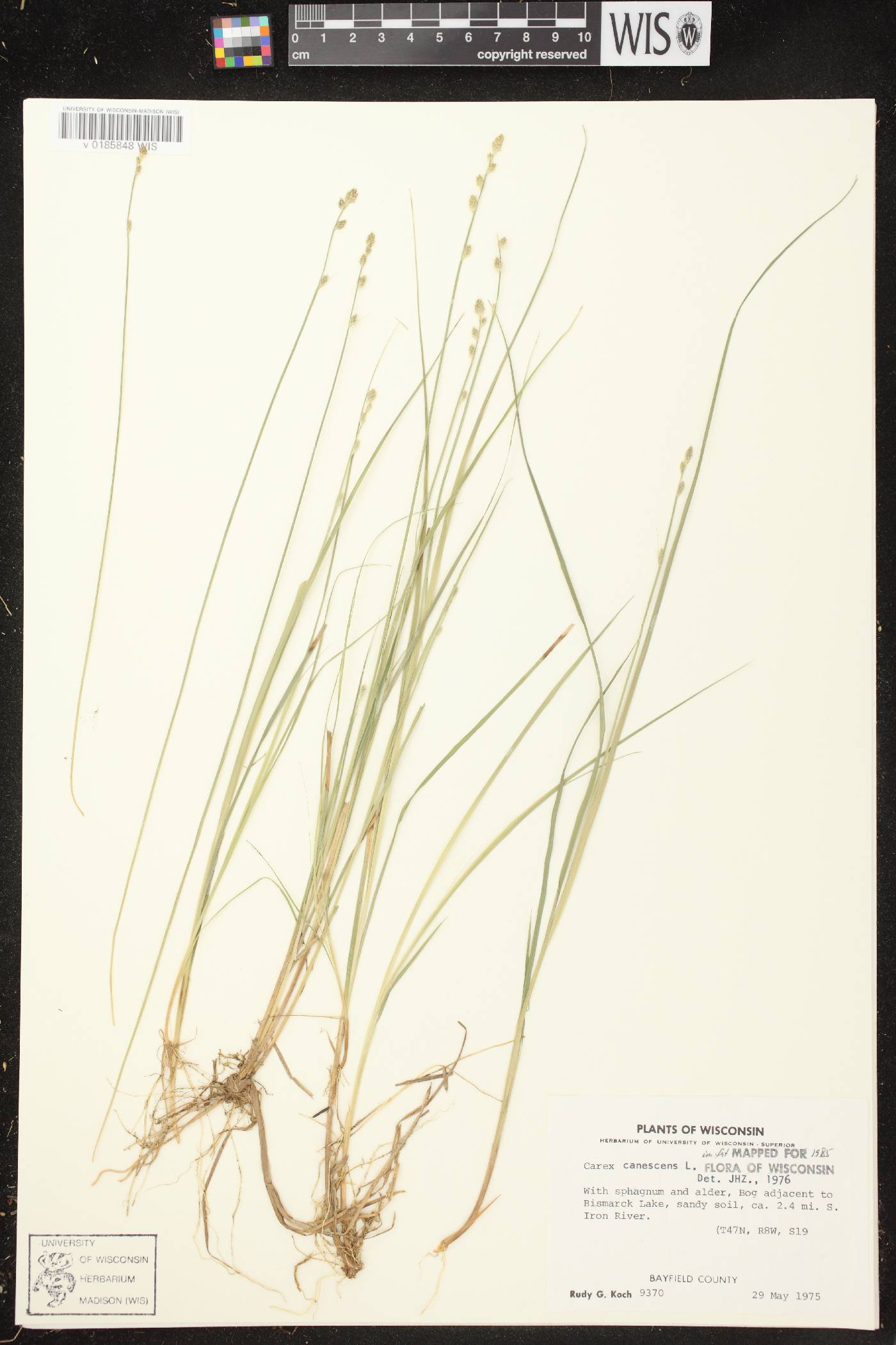 Carex canescens image