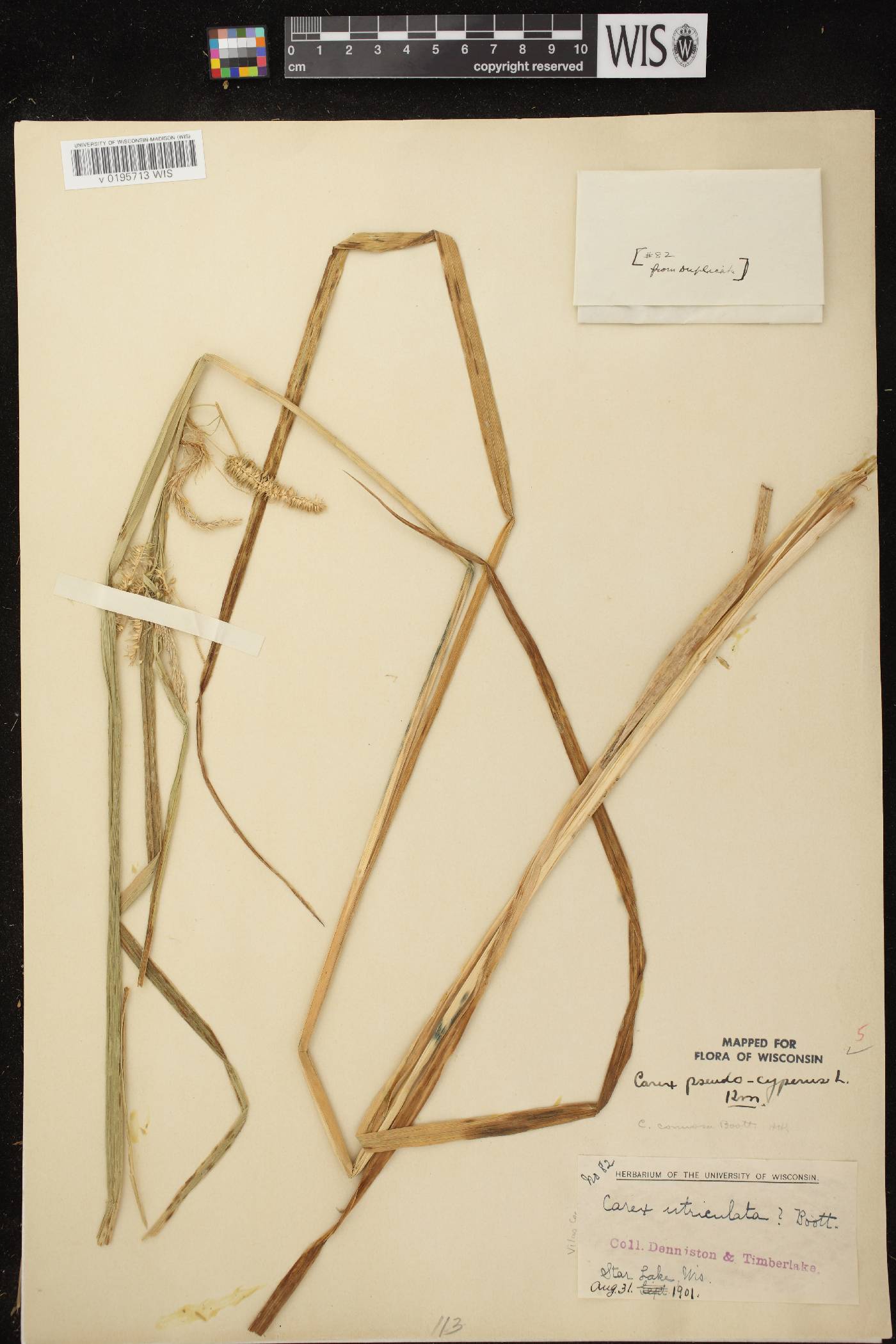 Carex pseudocyperus image