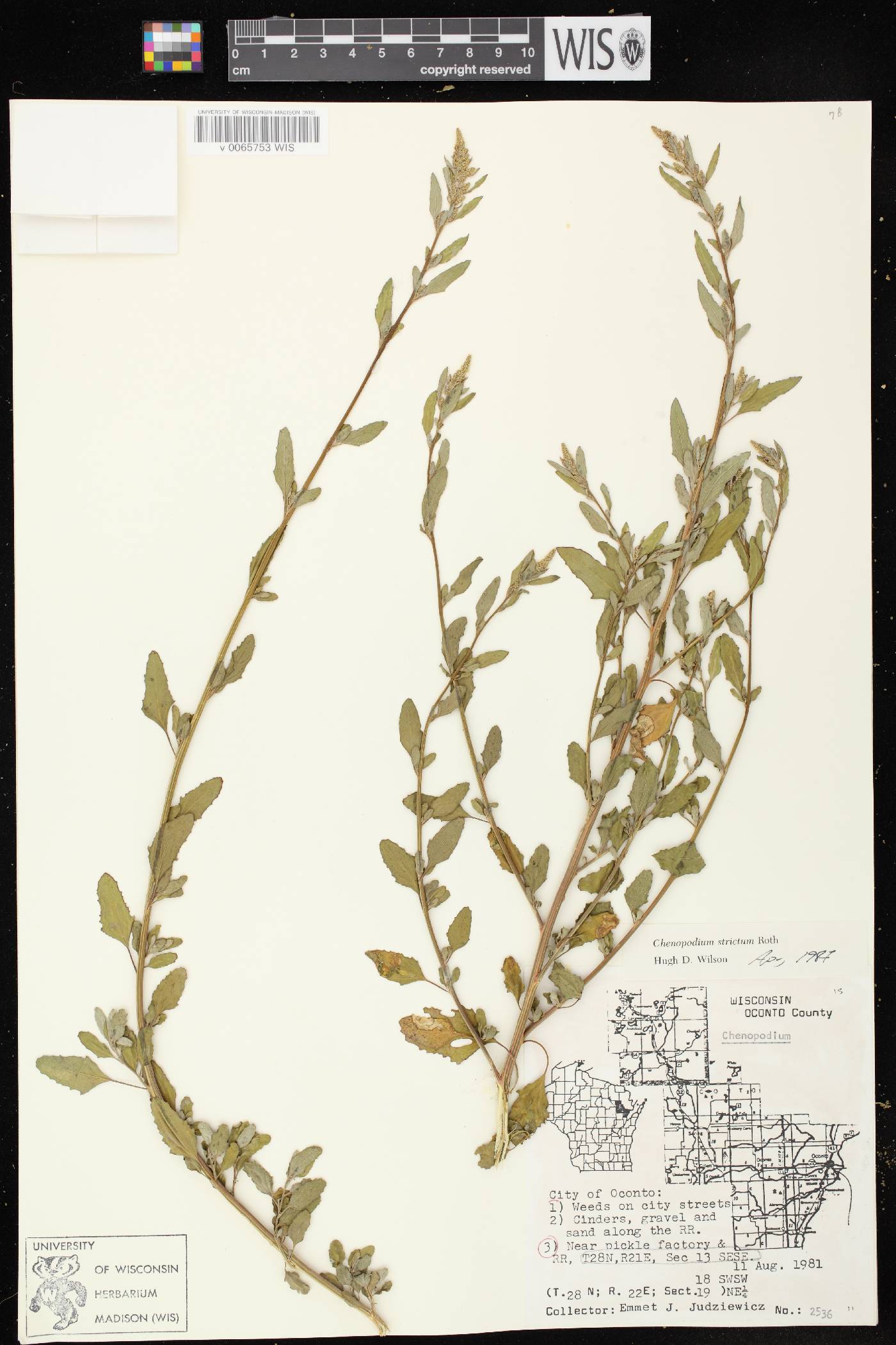 Chenopodium strictum image