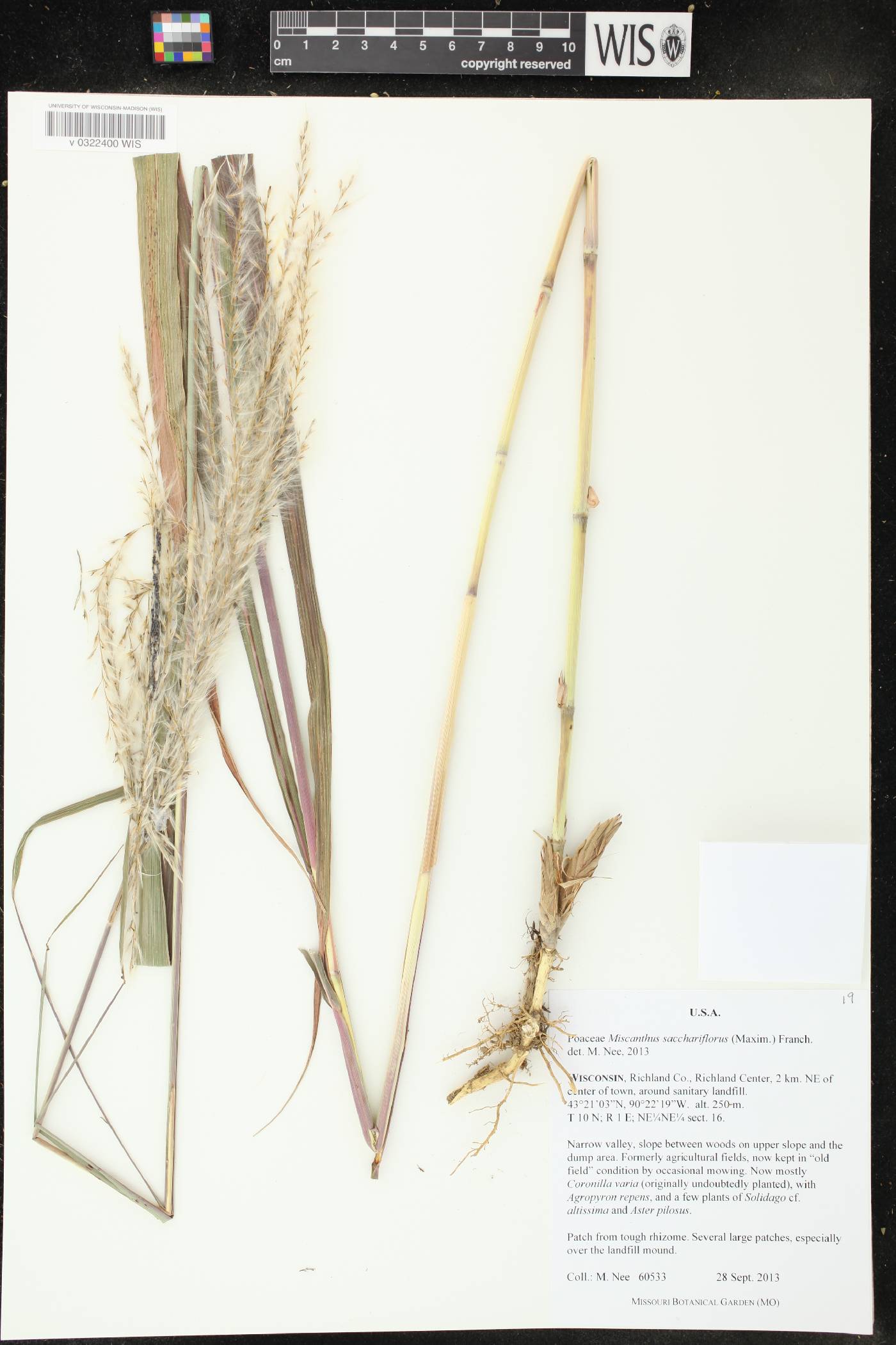 Miscanthus sacchariflorus image