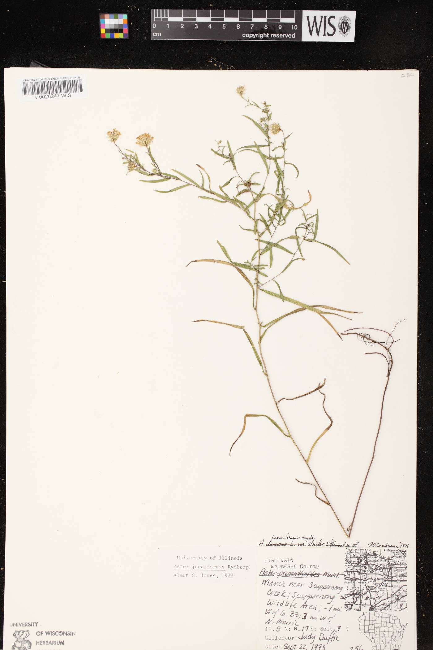 Symphyotrichum boreale image