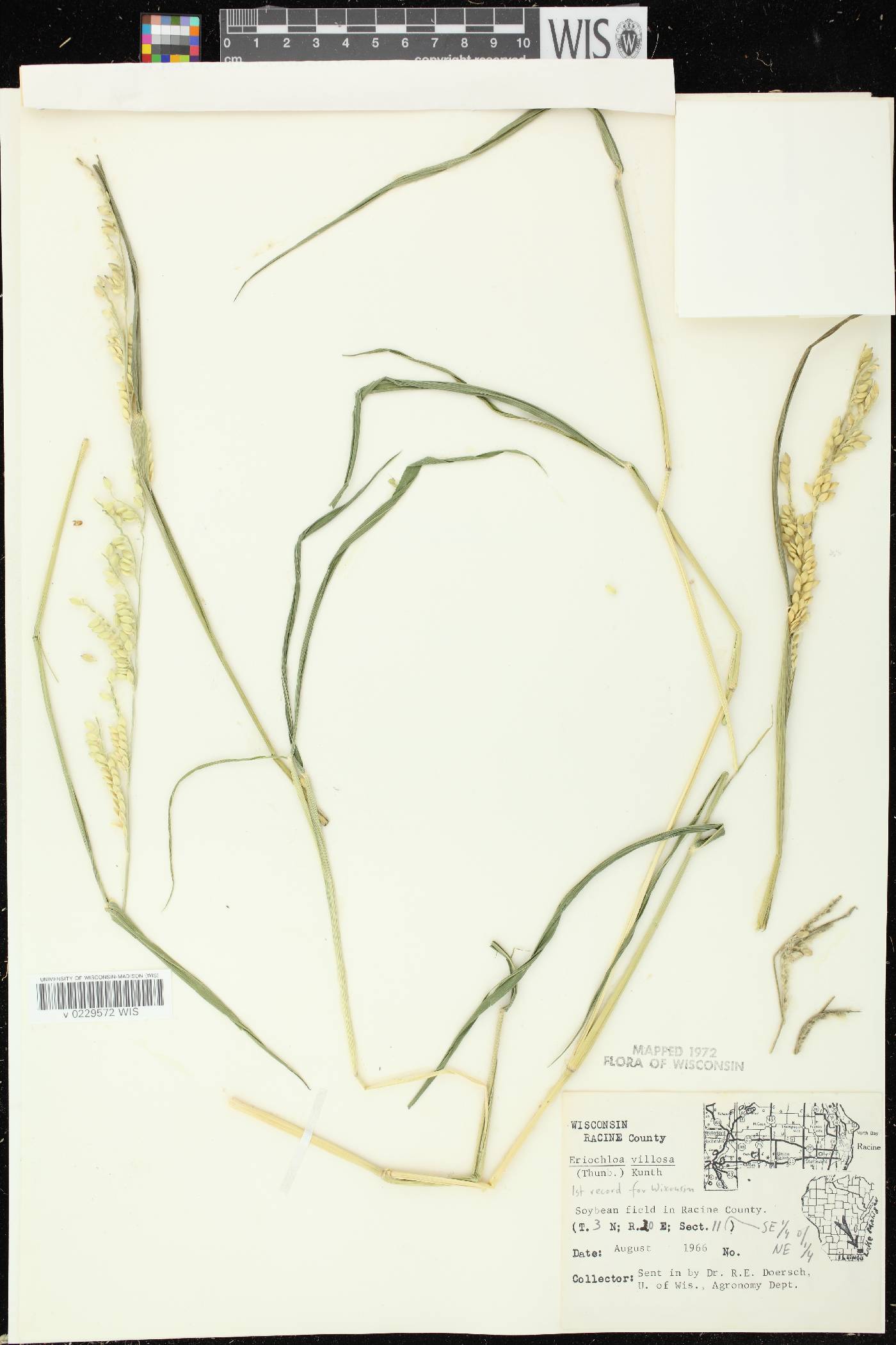 Eriochloa villosa image