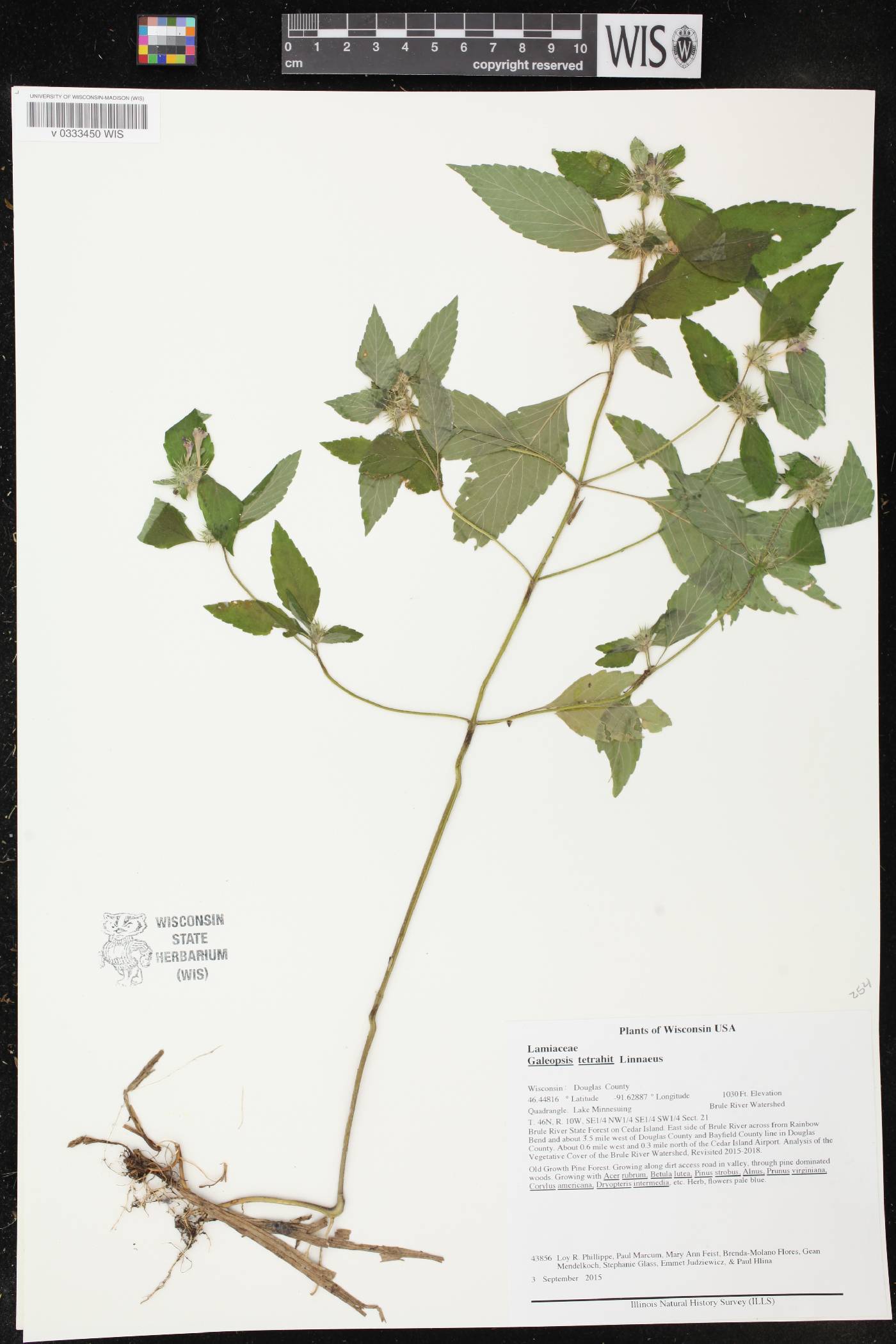Galeopsis tetrahit image