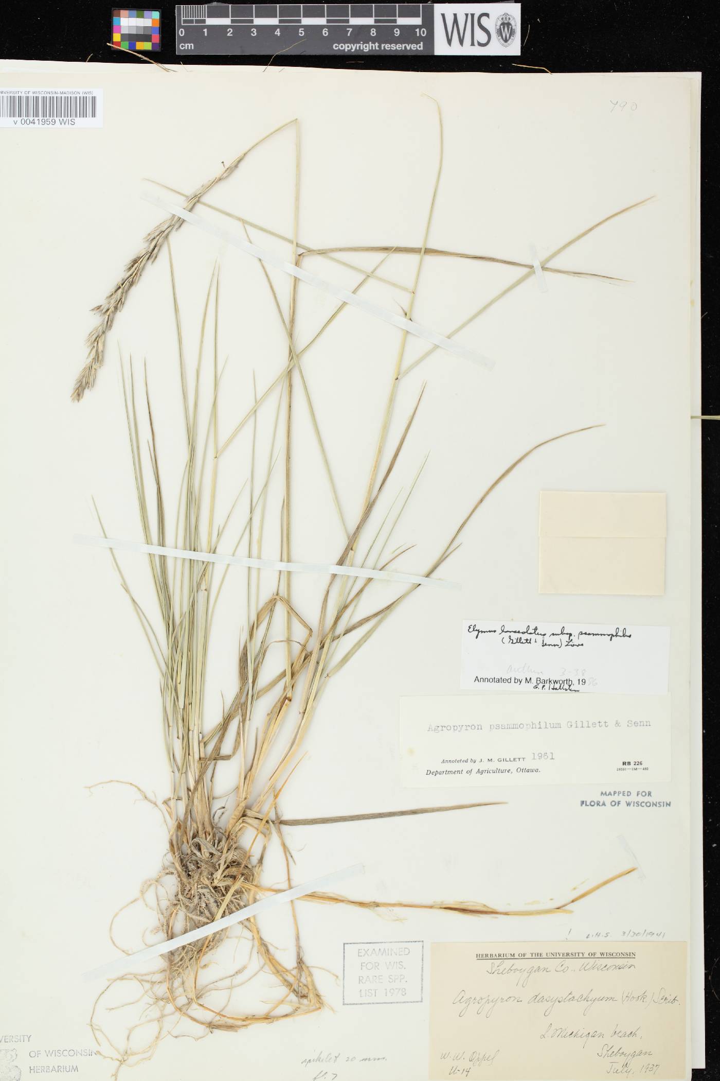 Elymus lanceolatus image