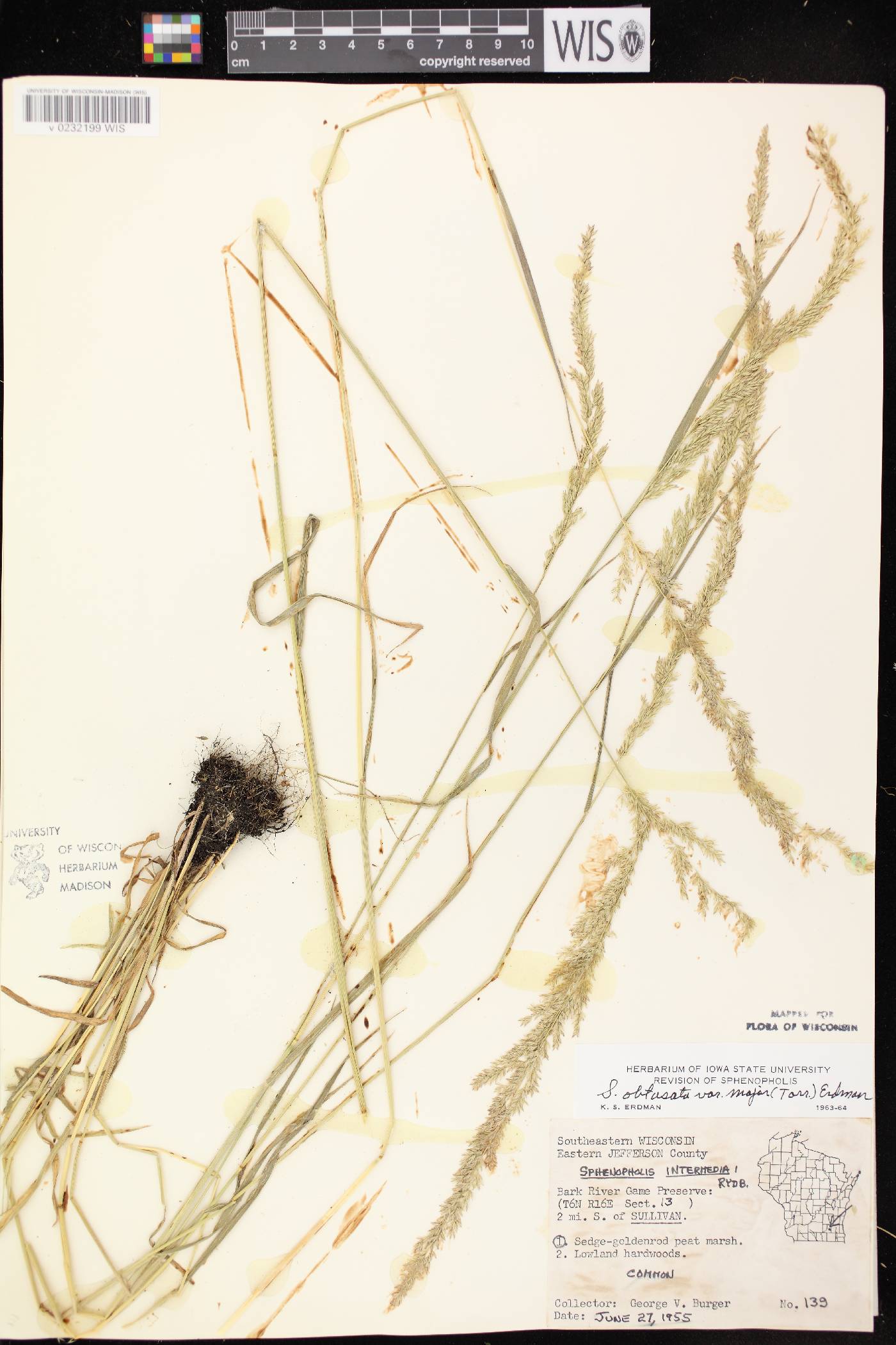 Sphenopholis intermedia image