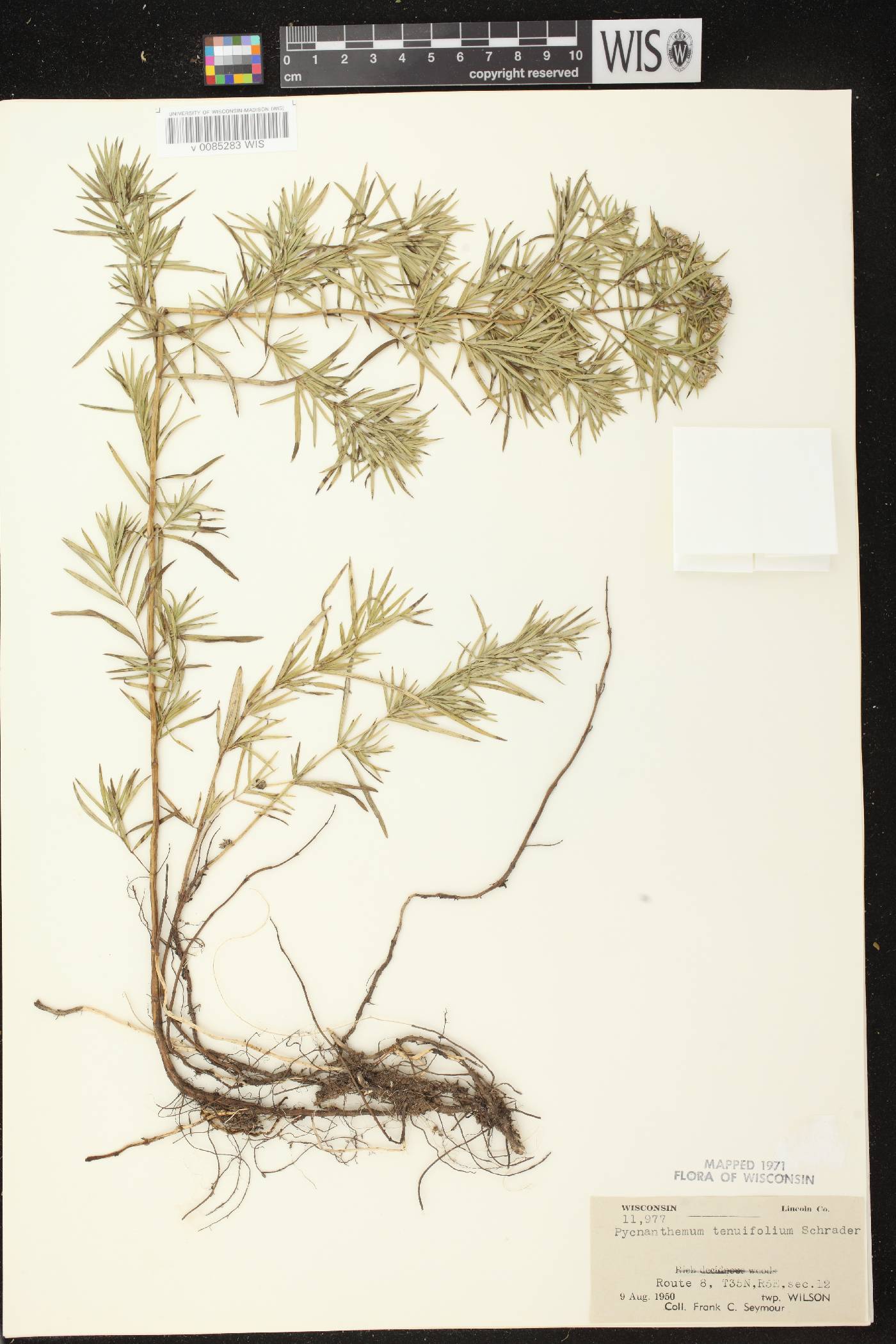 Pycnanthemum tenuifolium image