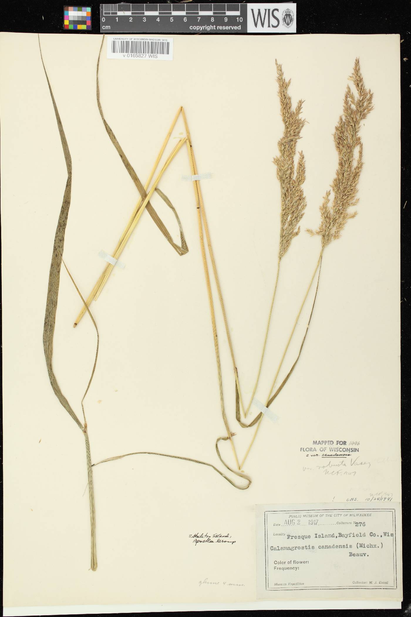 Calamagrostis canadensis var. canadensis image