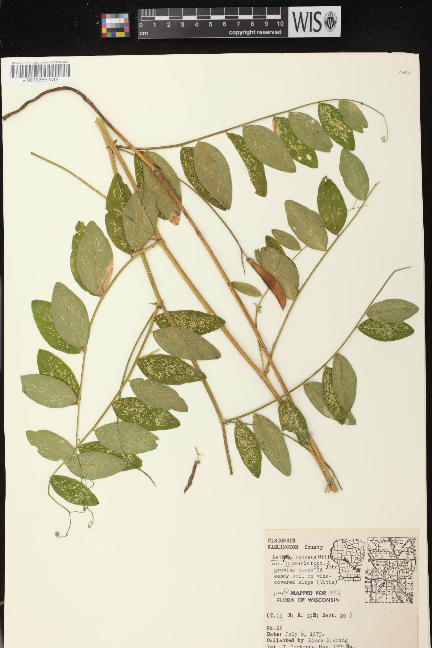 Lathyrus venosus image