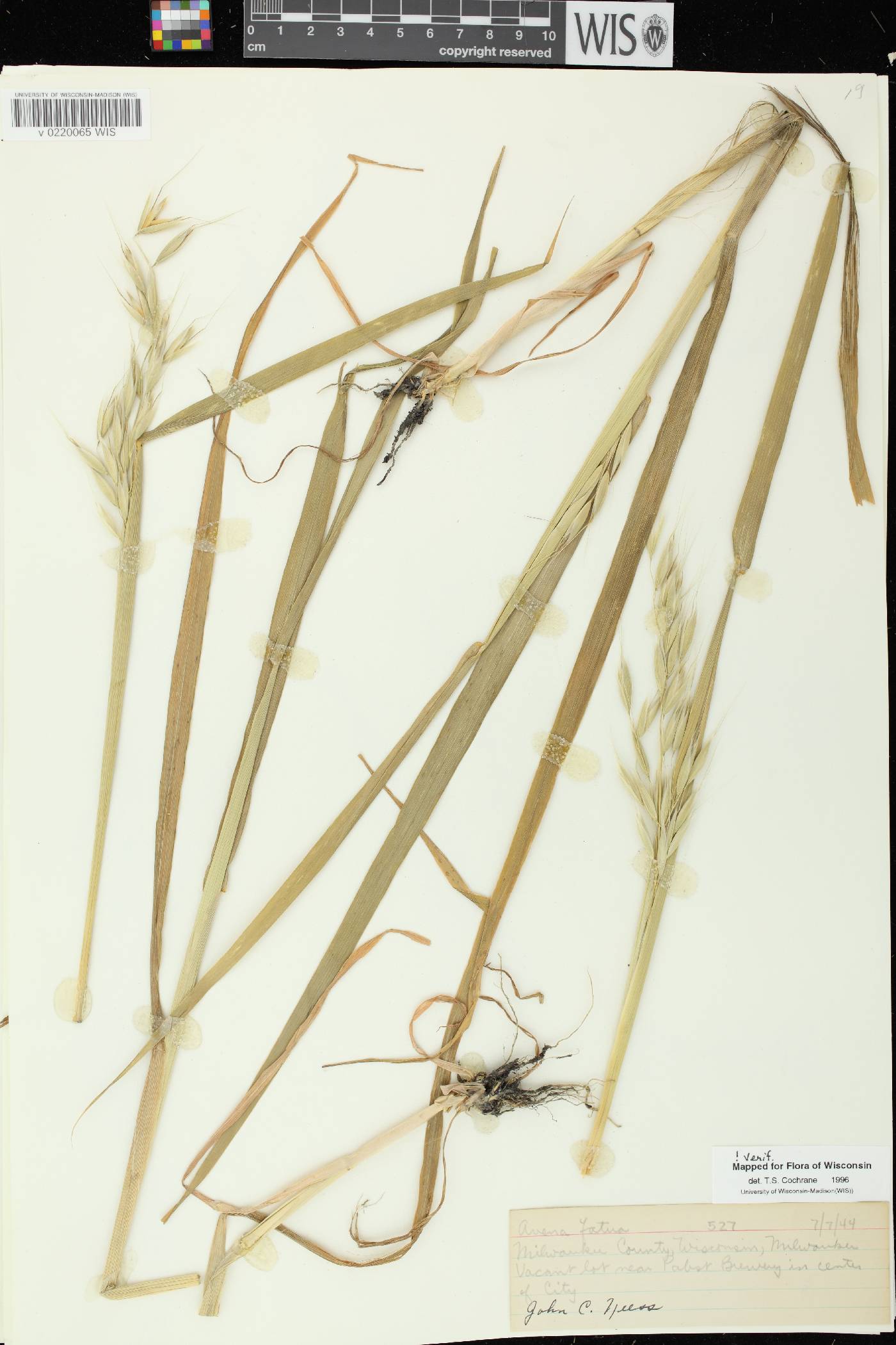 Avena fatua image