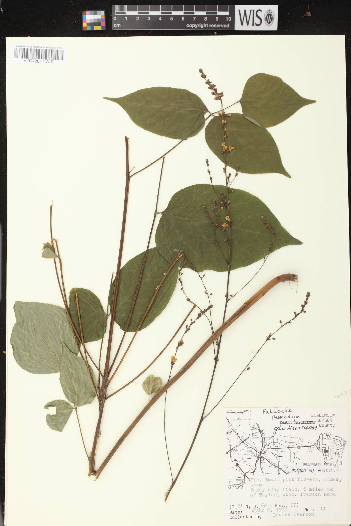 Hylodesmum glutinosum image