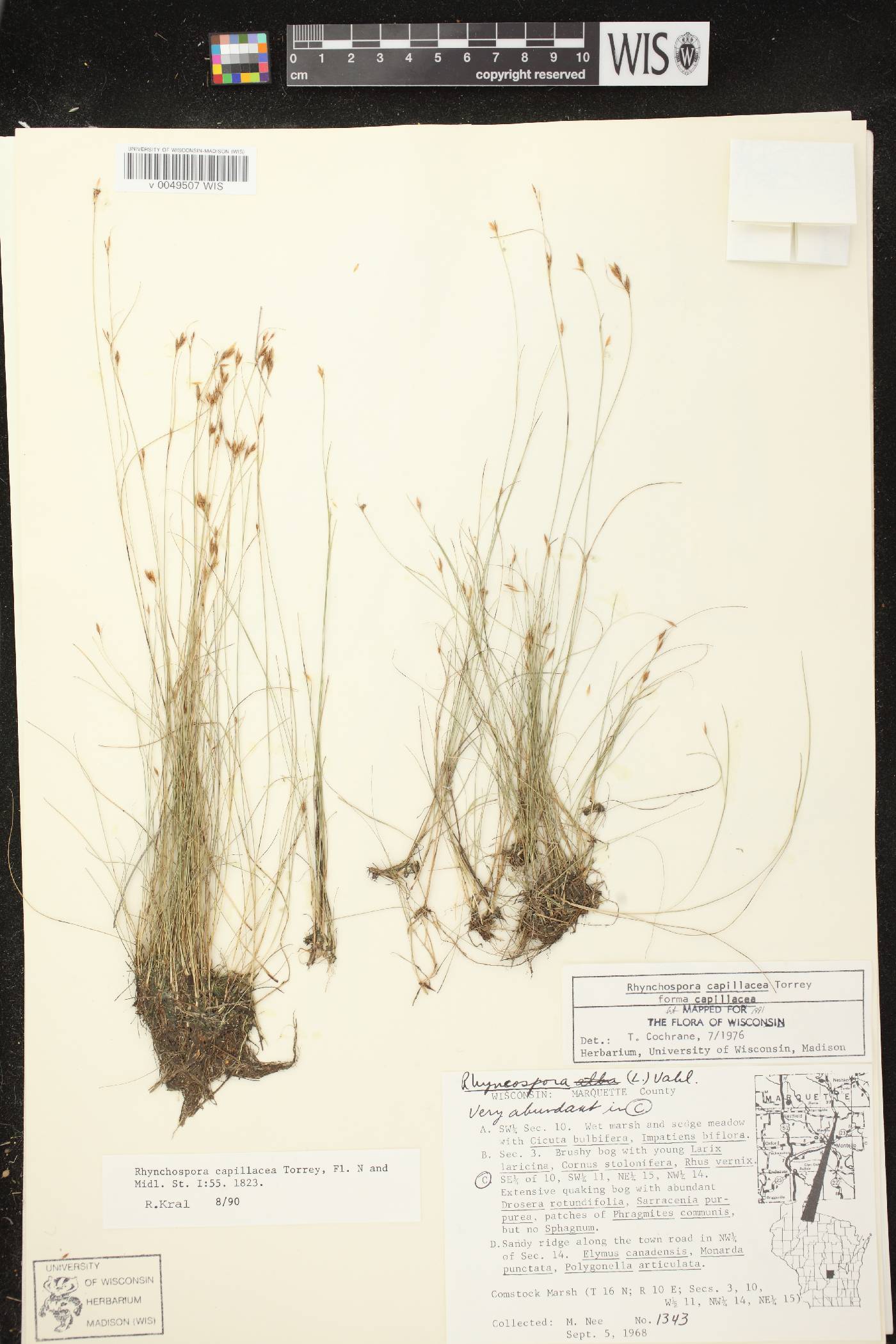 Rhynchospora capillacea image