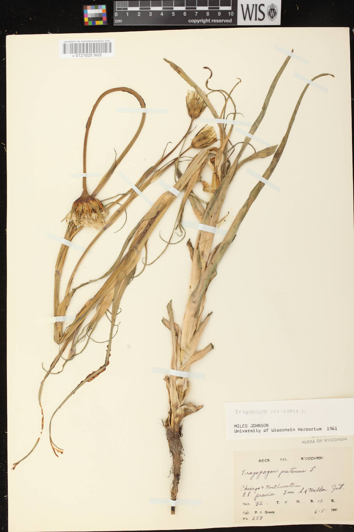 Tragopogon pratensis image