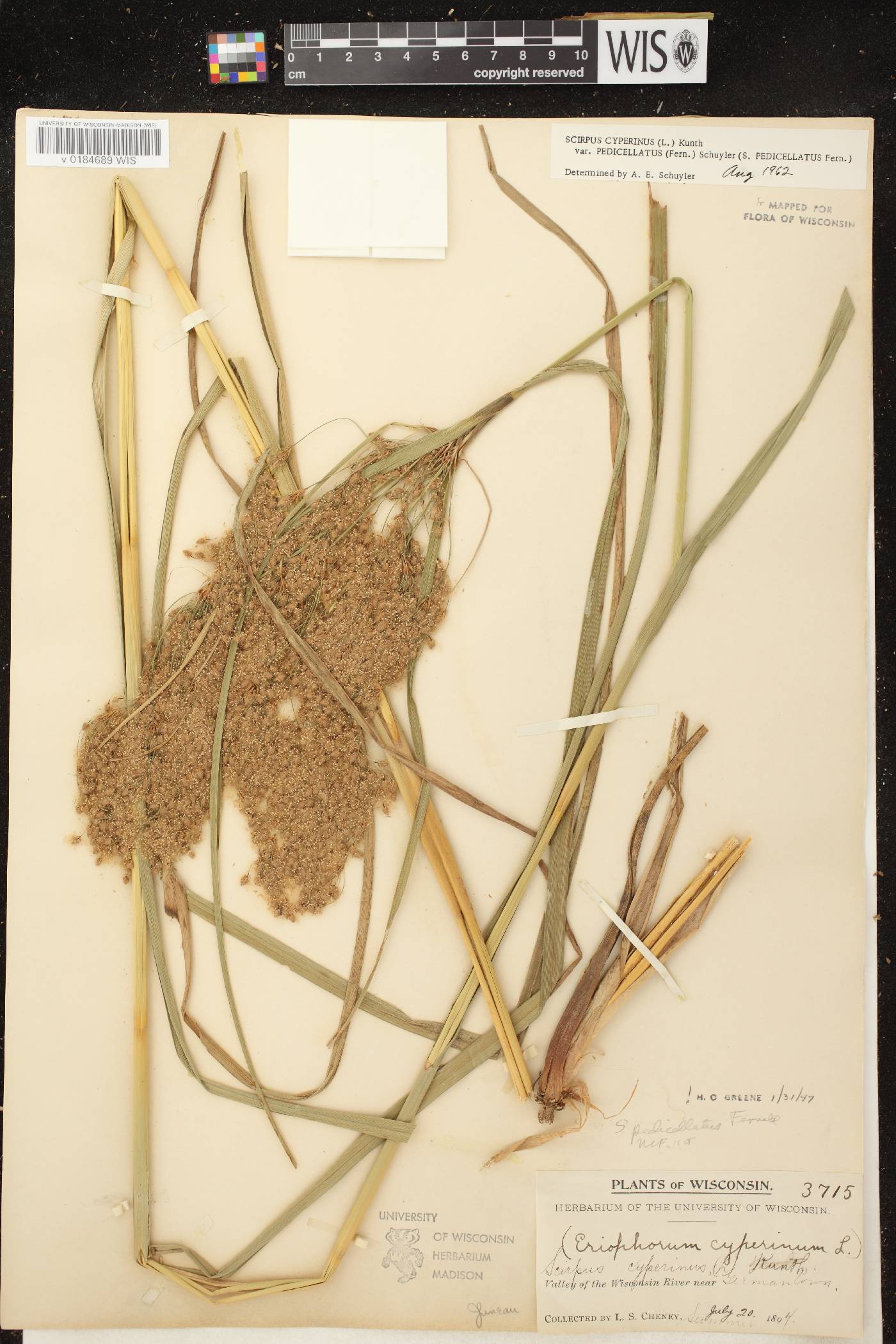Scirpus pedicellatus image