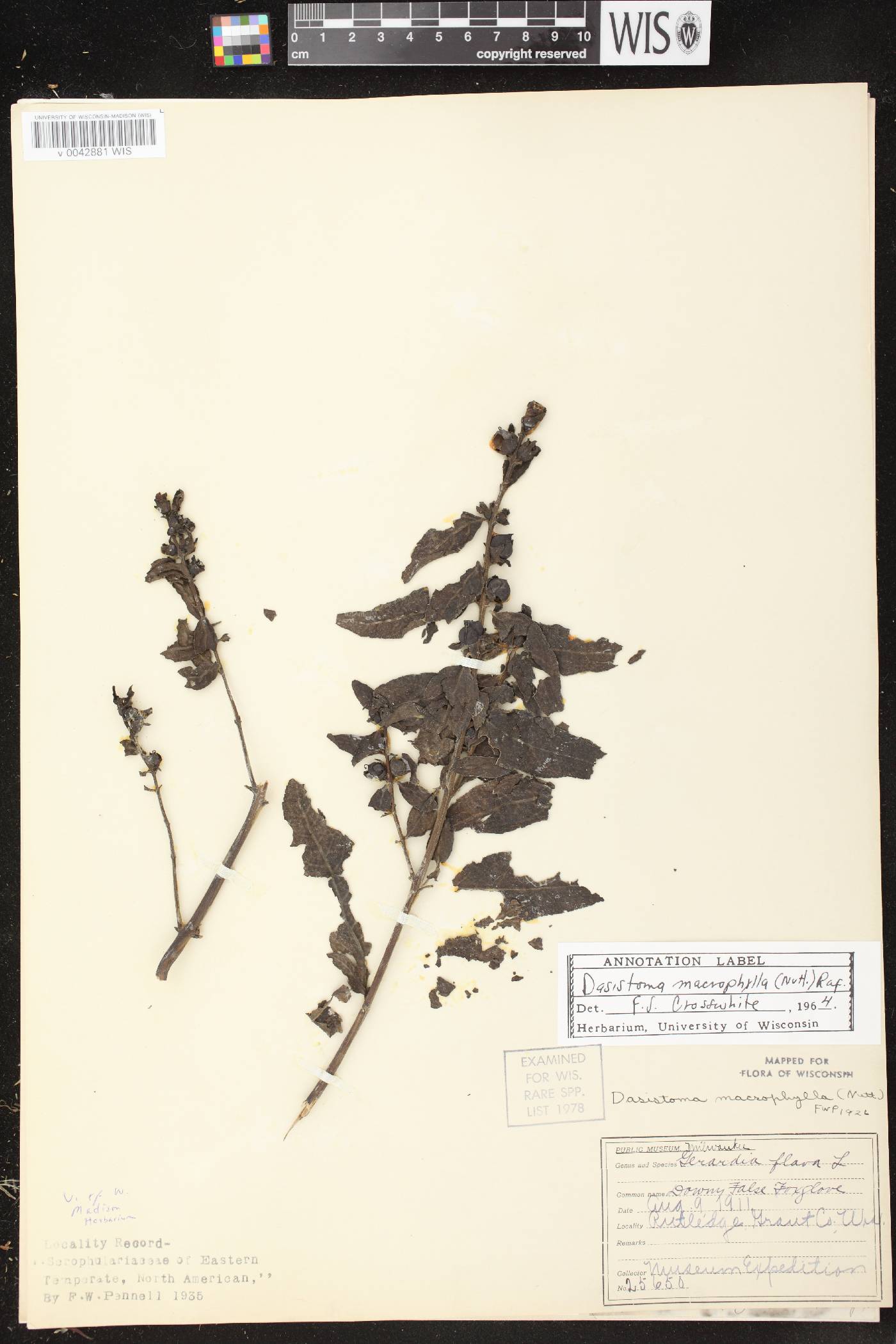 Dasistoma macrophylla image