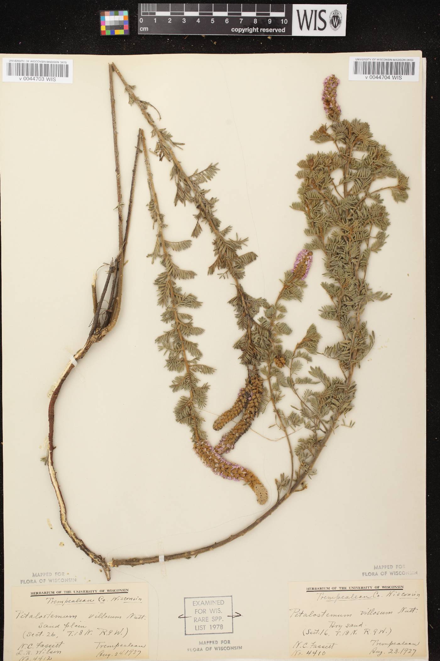 Dalea villosa var. villosa image