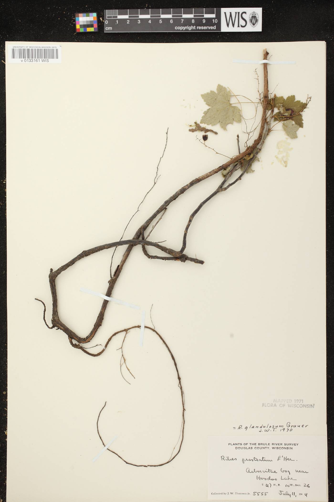 Ribes glandulosum image