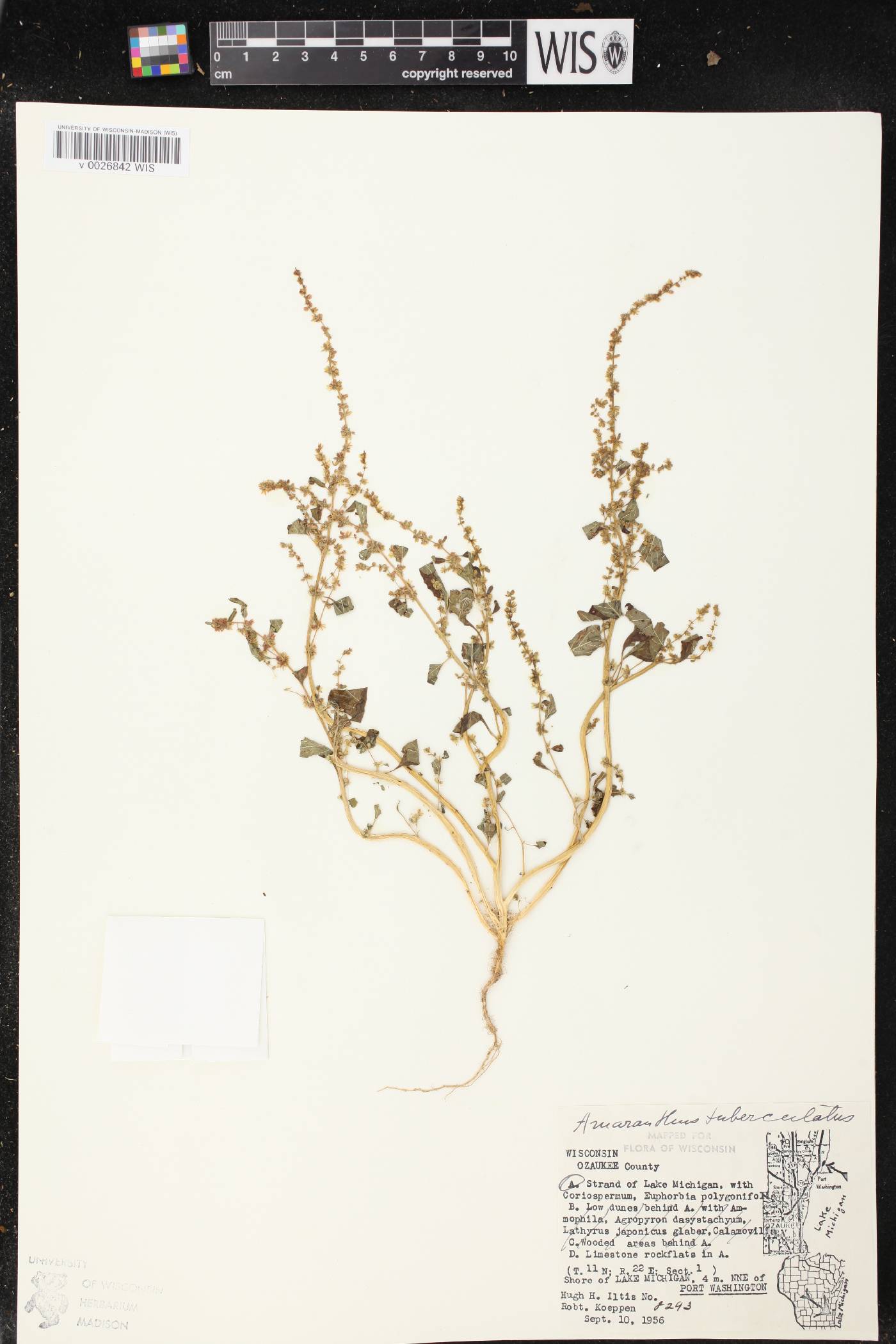 Amaranthus tuberculatus image