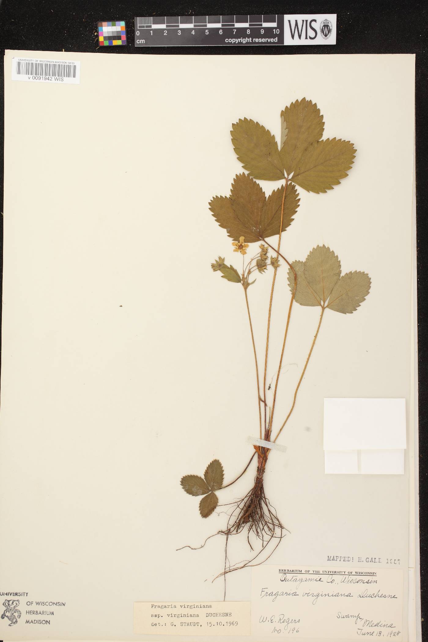 Fragaria virginiana image
