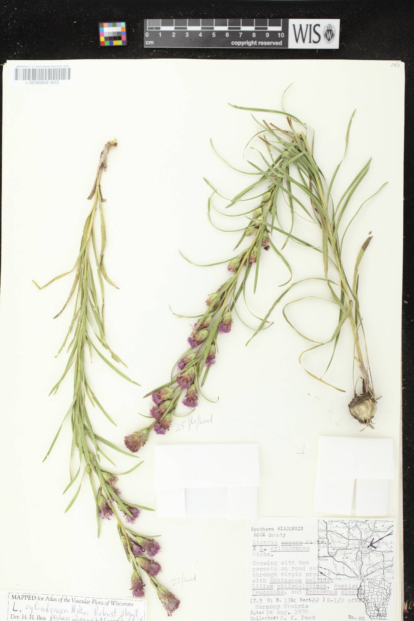 Liatris cylindracea image