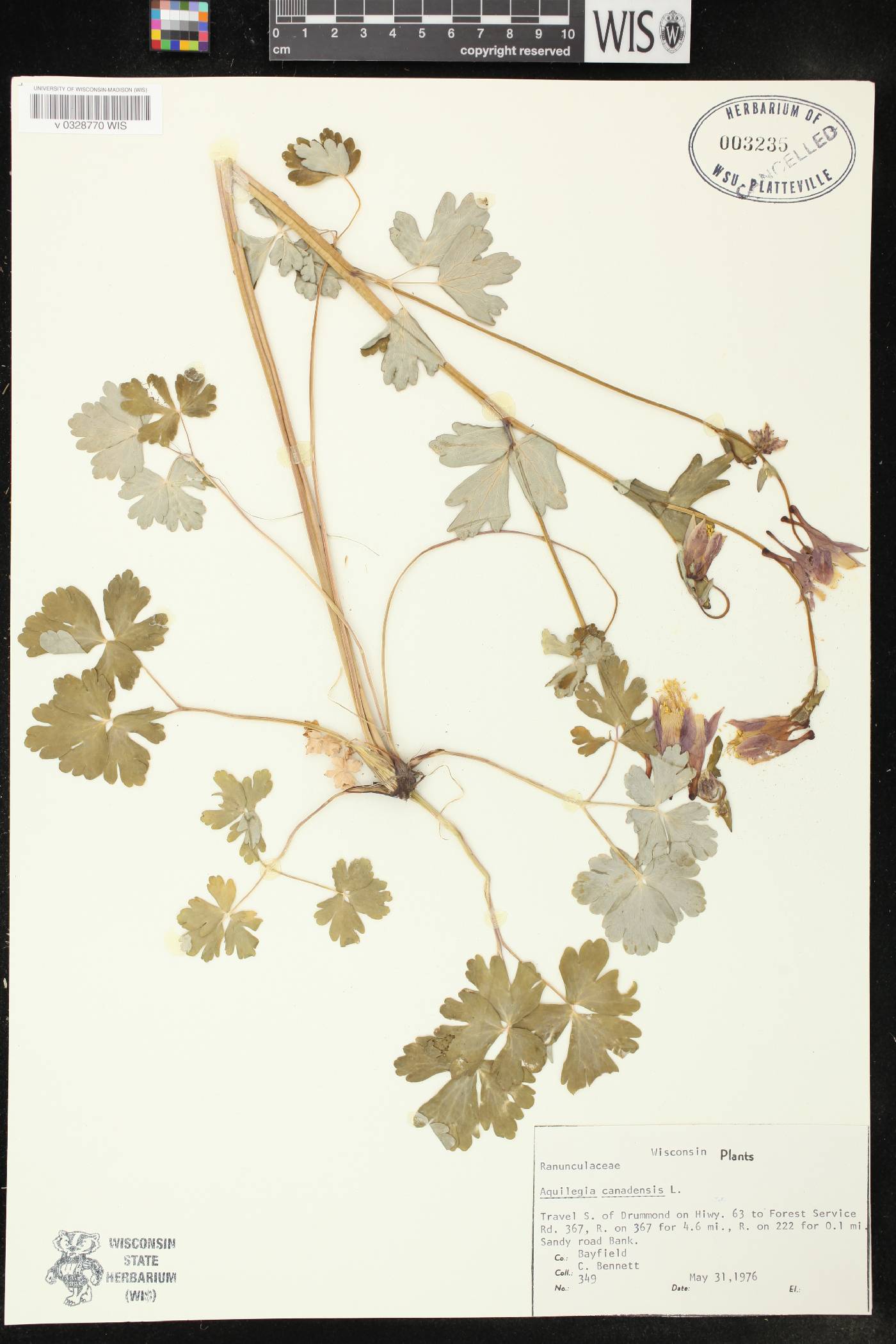 Aquilegia canadensis image