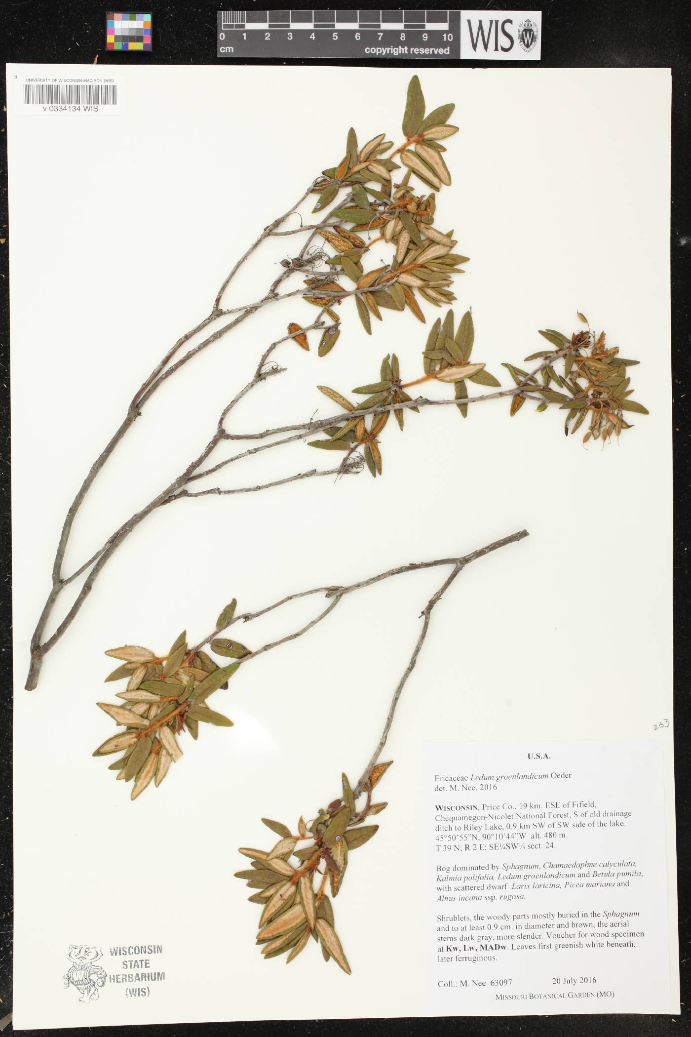 Rhododendron groenlandicum image