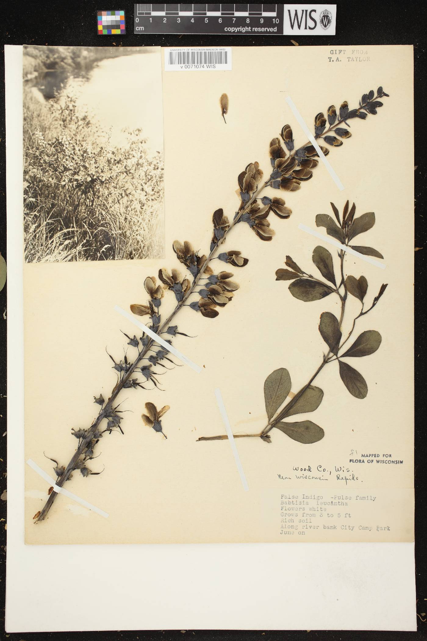 Baptisia lactea image