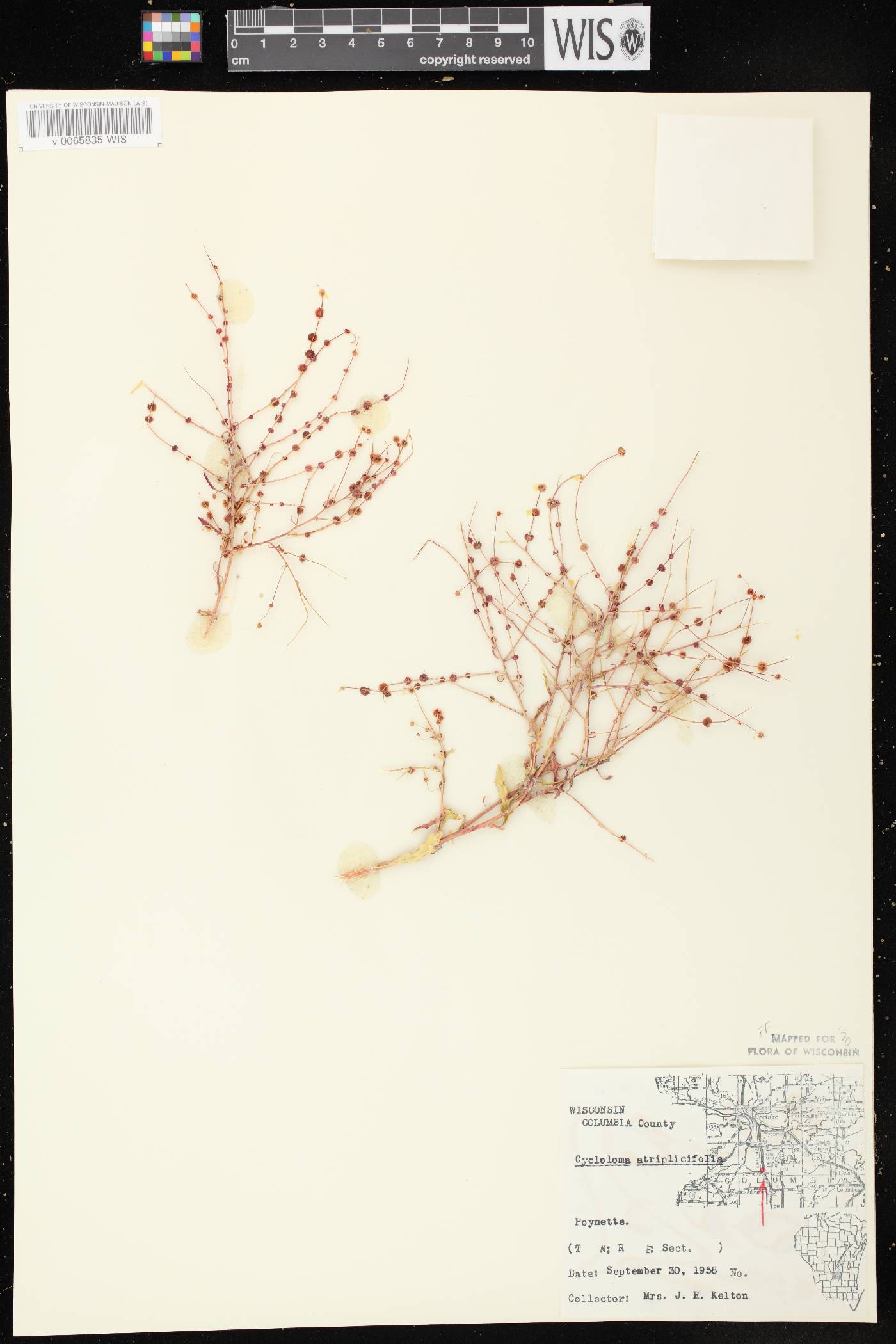 Cycloloma atriplicifolium image