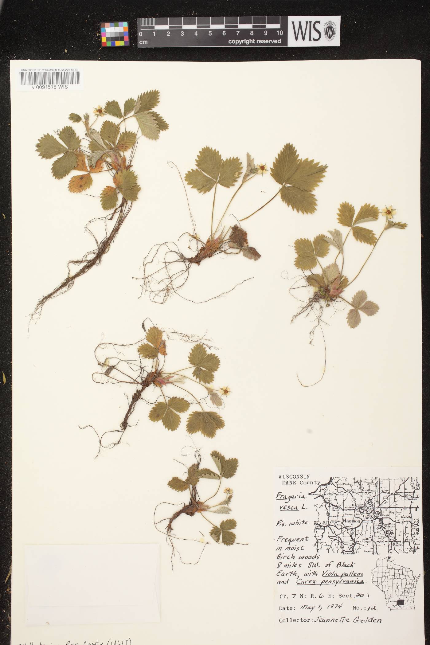 Fragaria vesca subsp. americana image