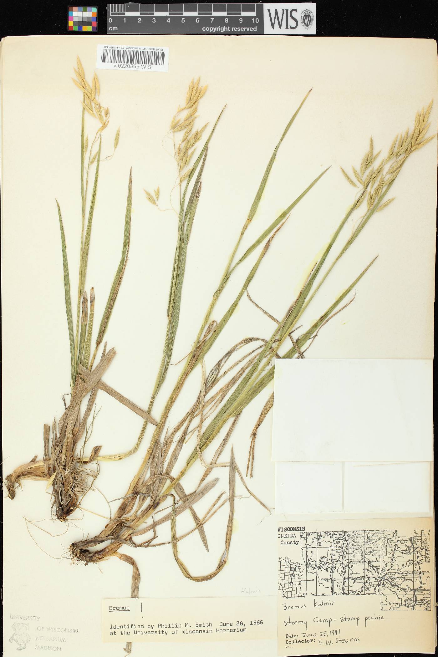 Bromus kalmii image