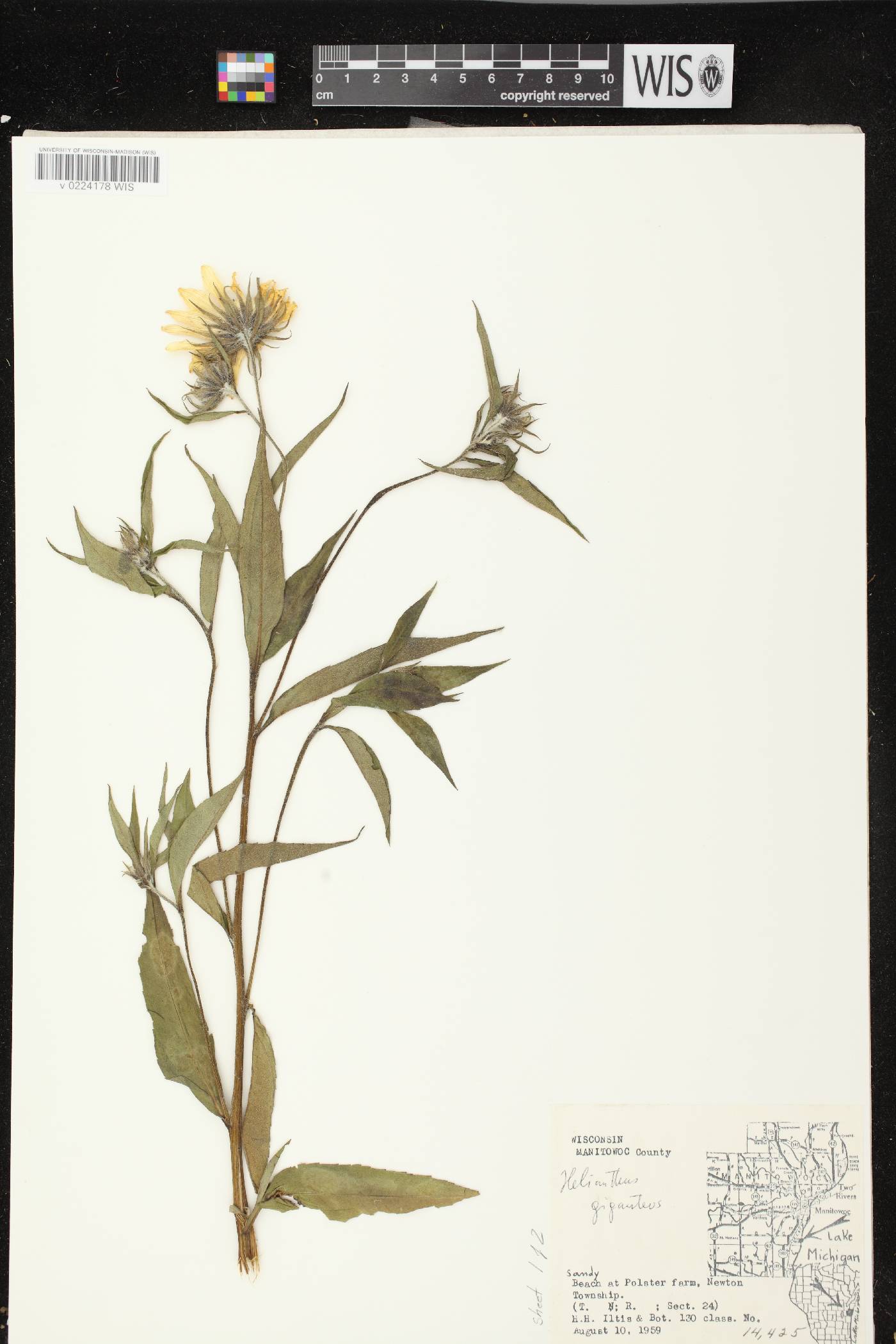 Helianthus giganteus image