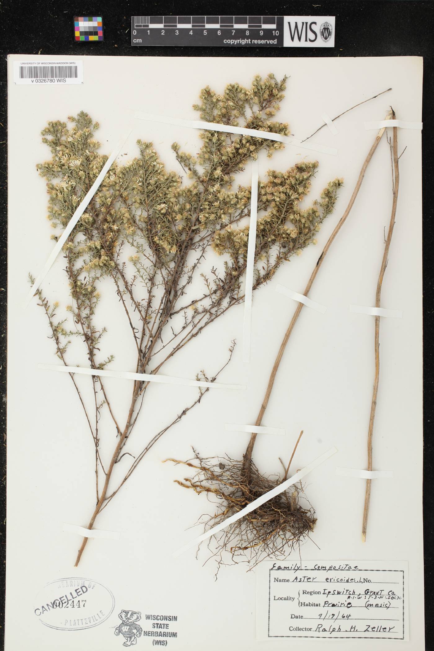 Symphyotrichum ericoides image