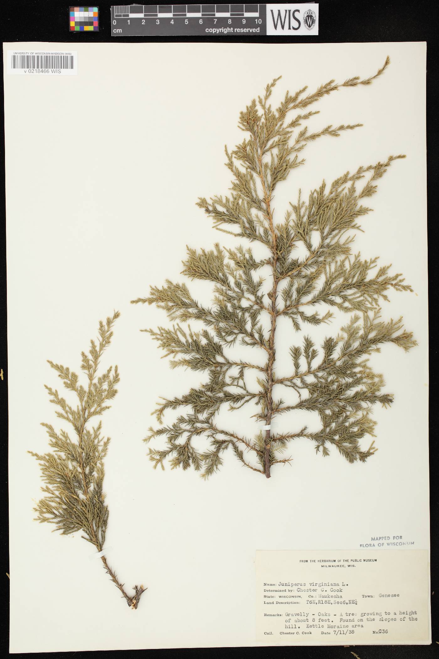 Juniperus virginiana var. virginiana image