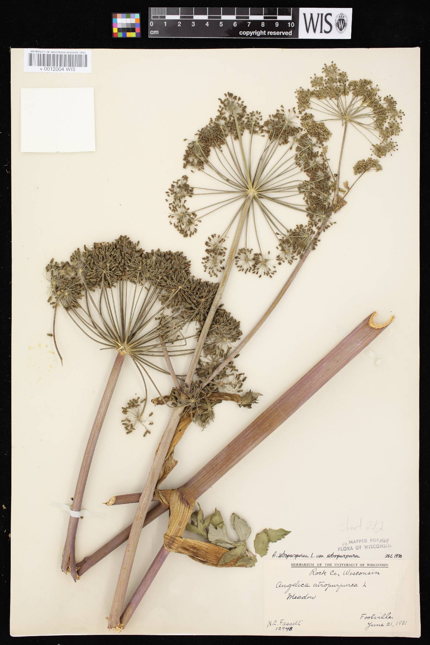 Angelica atropurpurea var. atropurpurea image