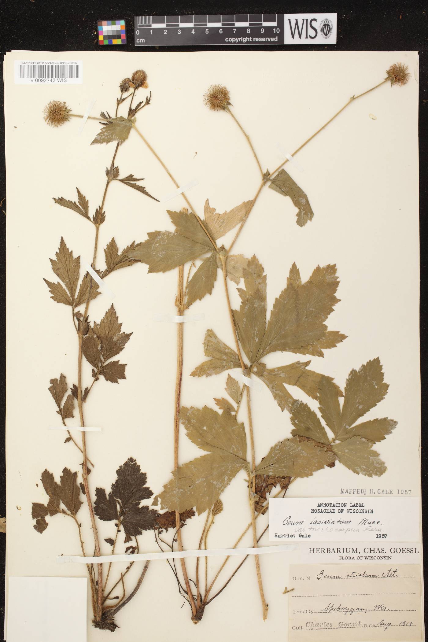 Geum laciniatum image