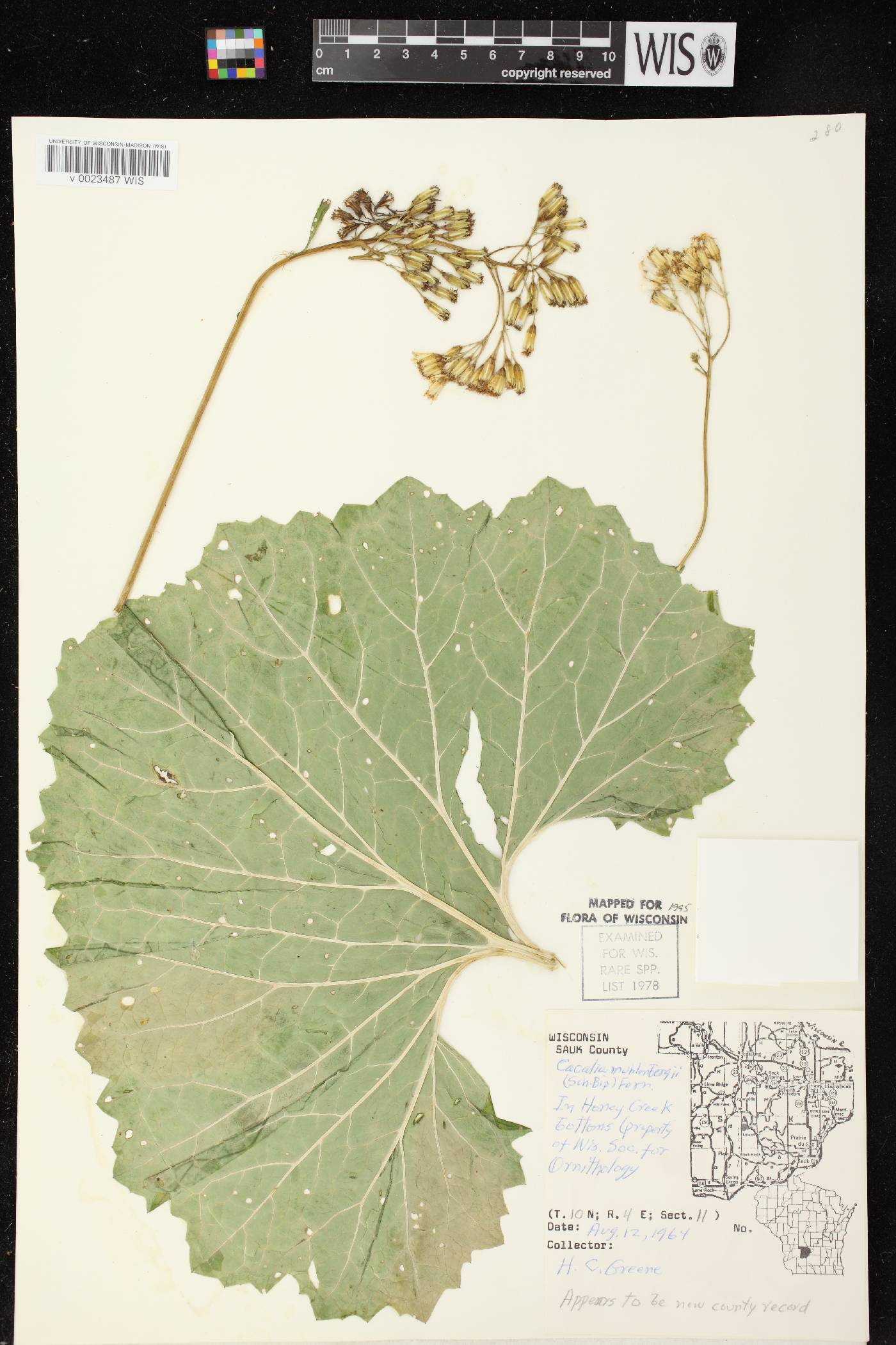 Arnoglossum reniforme image