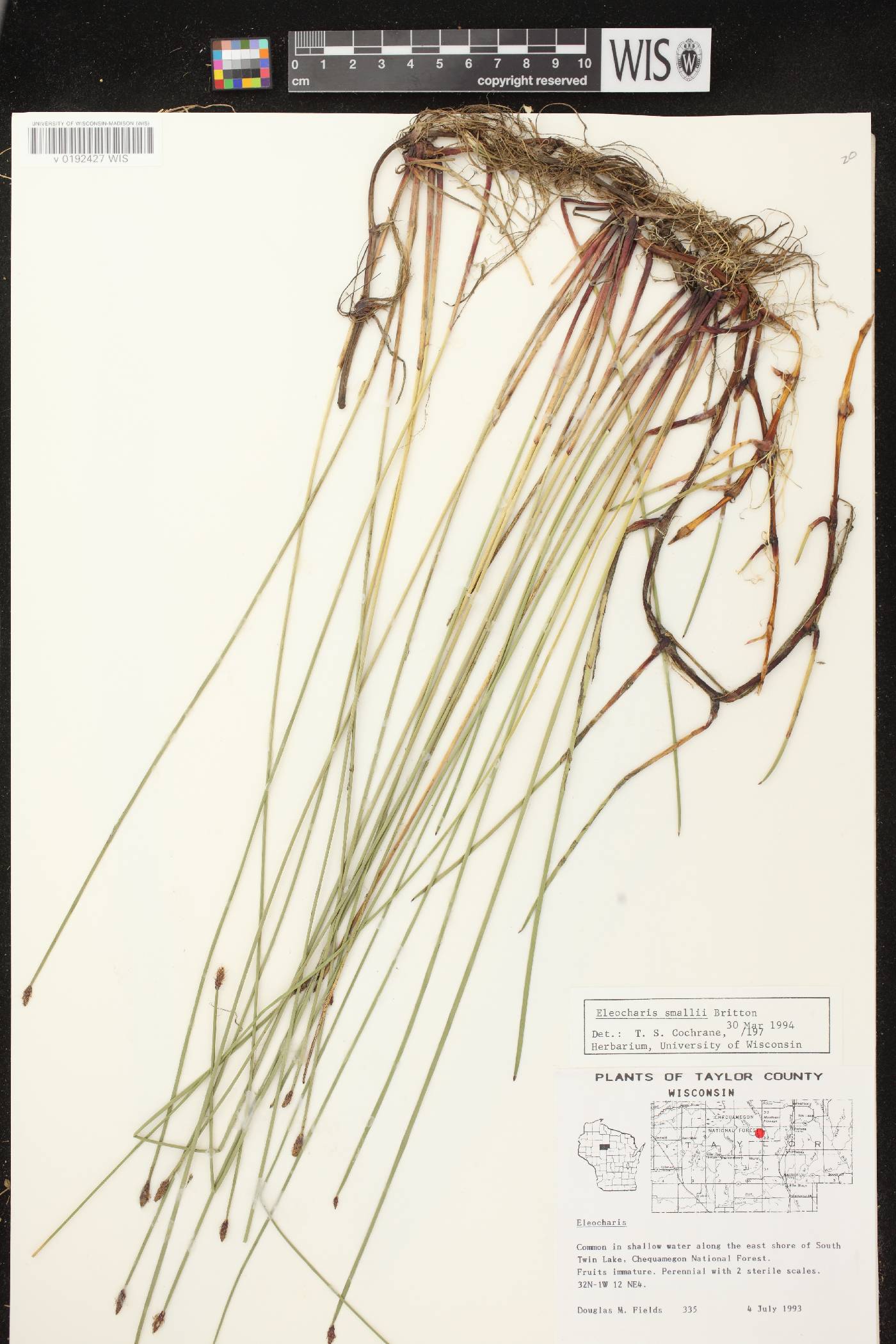Eleocharis palustris image