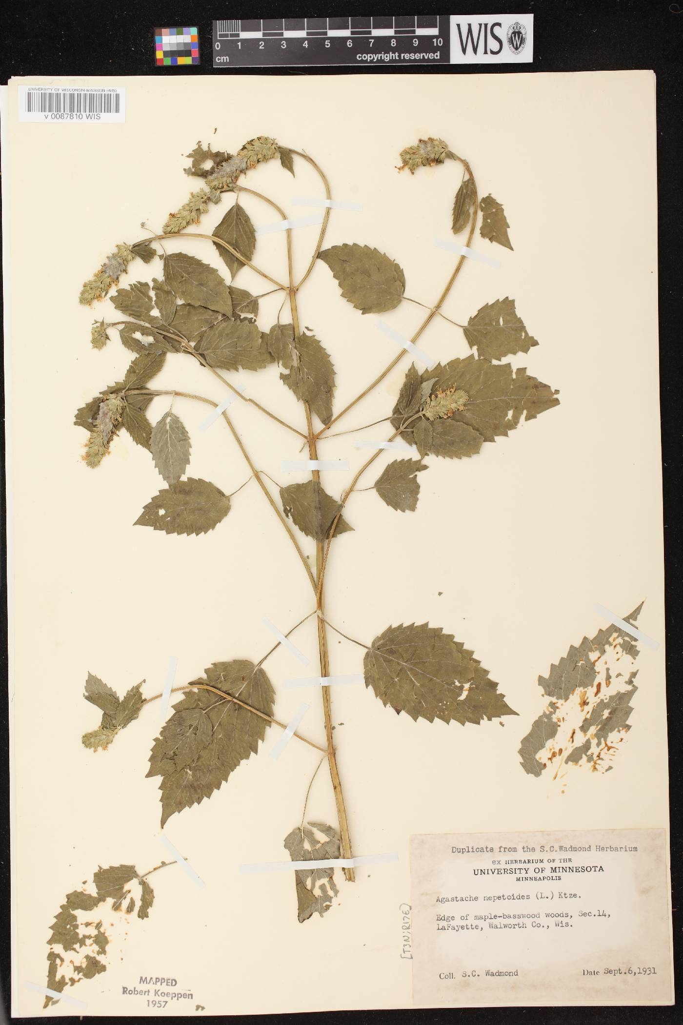 Agastache nepetoides image