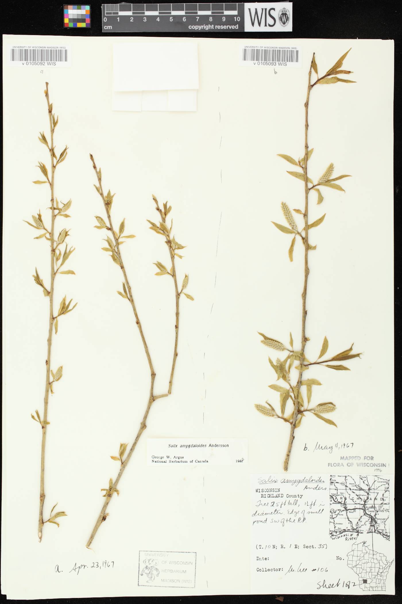 Salix amygdaloides image