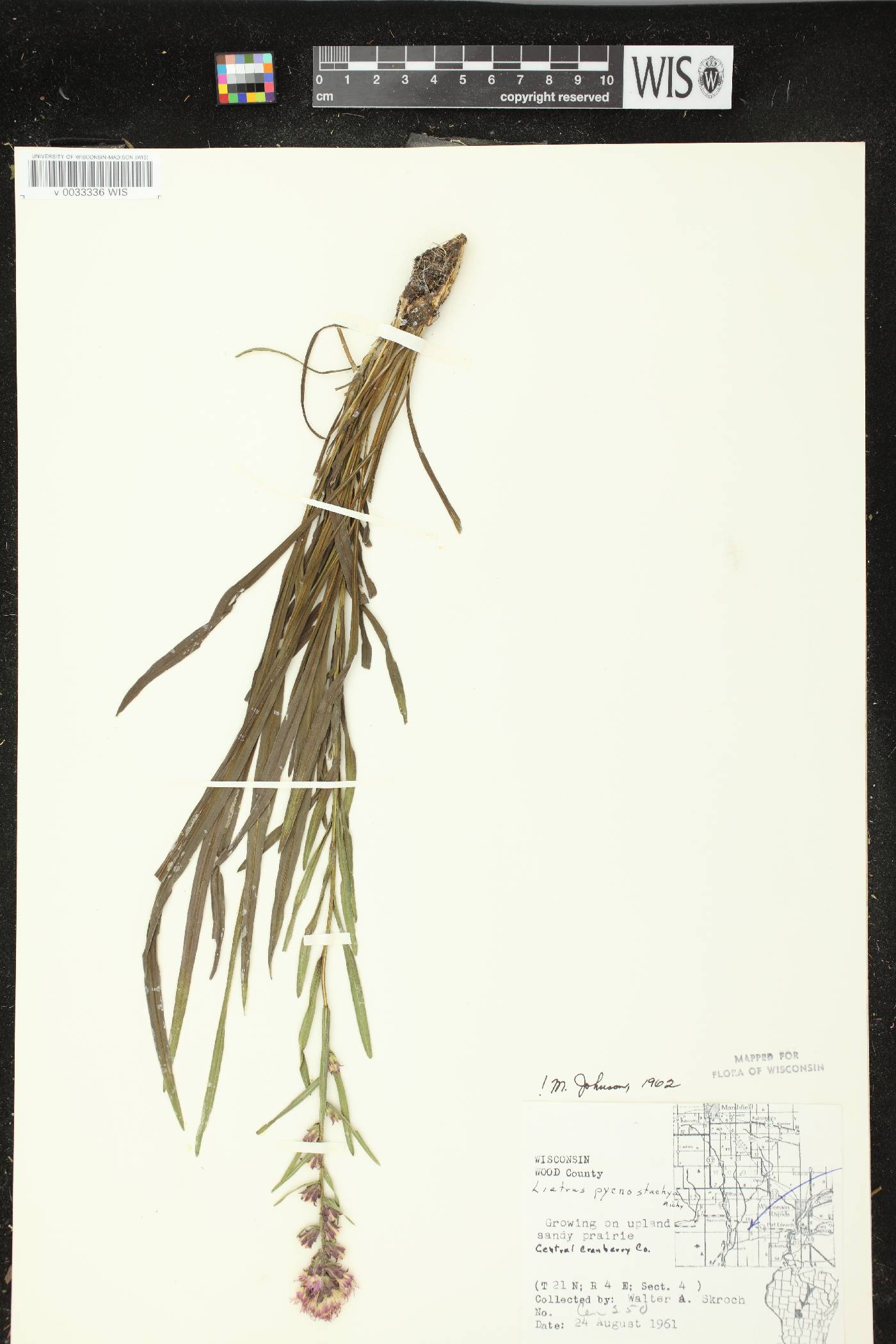 Liatris pycnostachya image