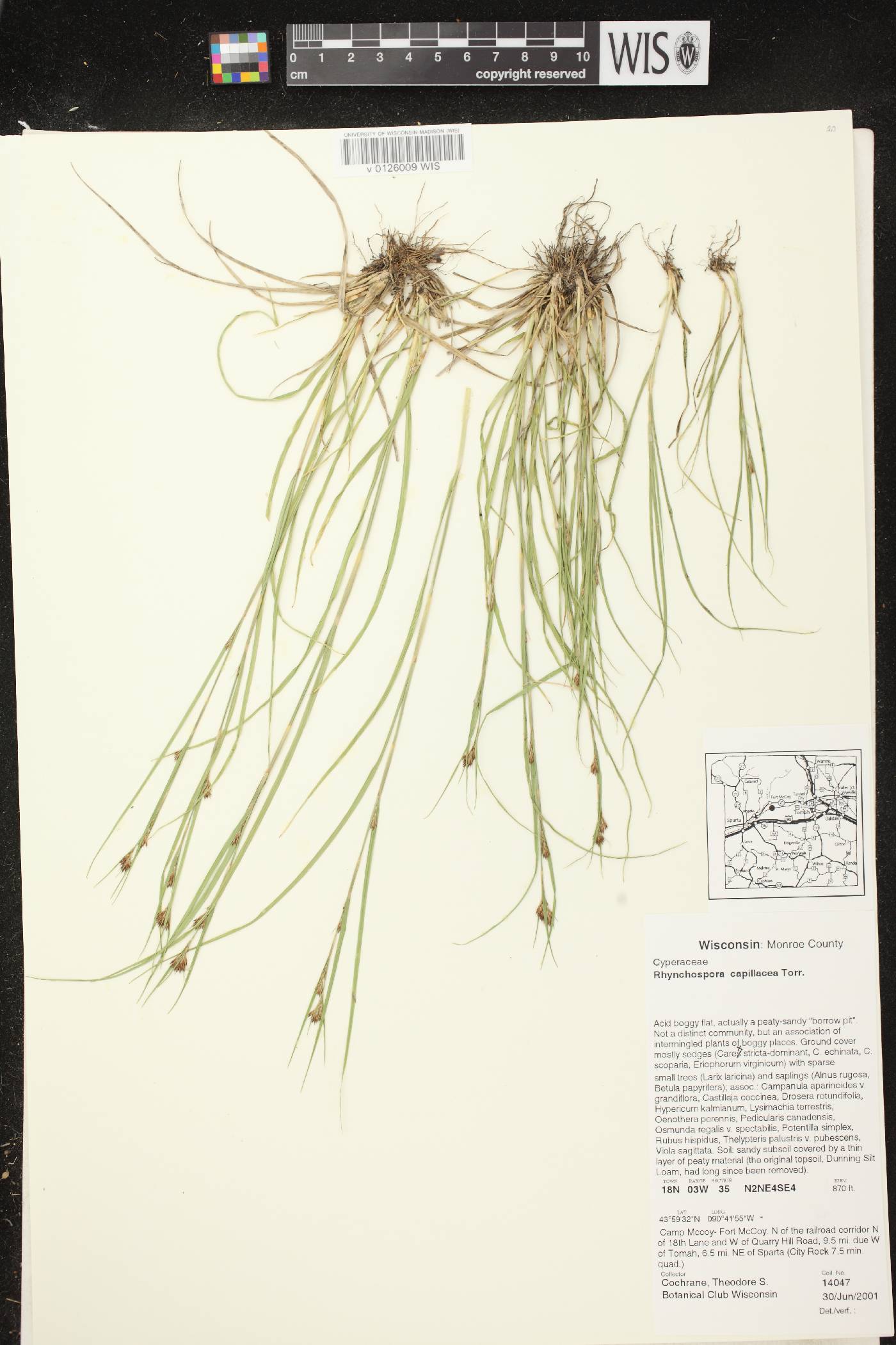 Rhynchospora capillacea image