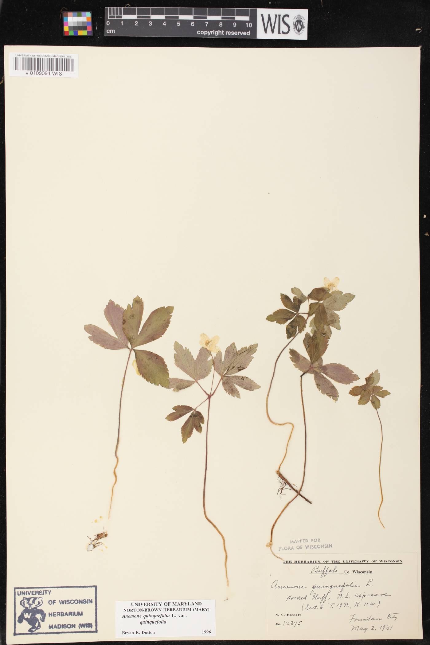 Anemone quinquefolia image